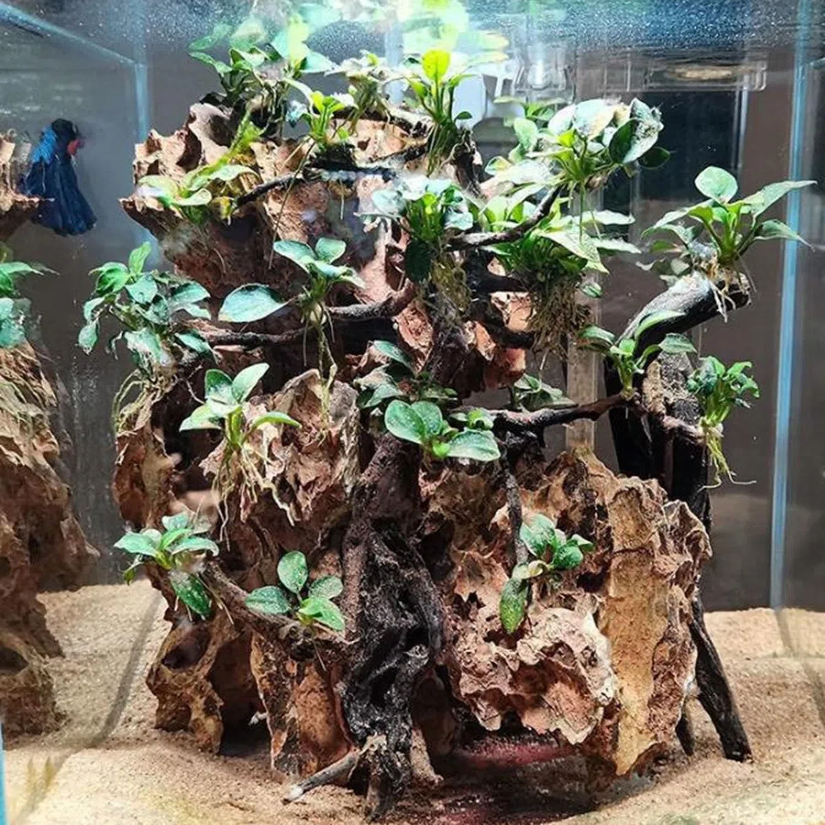 Sabbia Grossolana Naturale, Sabbia for Acquario, Pietre Decorative, Piante grasse e Cactus, Bonsai, progetti Fai da Te, Rocce, for Piante da Interno, Ghiaia