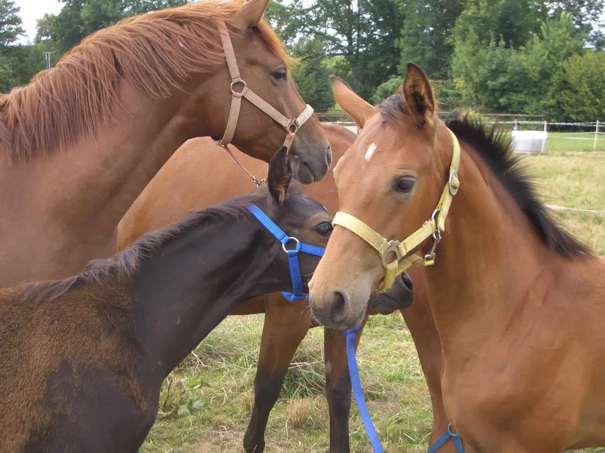 Harrys Horse 1 paio di protezioni per staffe di supporto per staffe di supporto