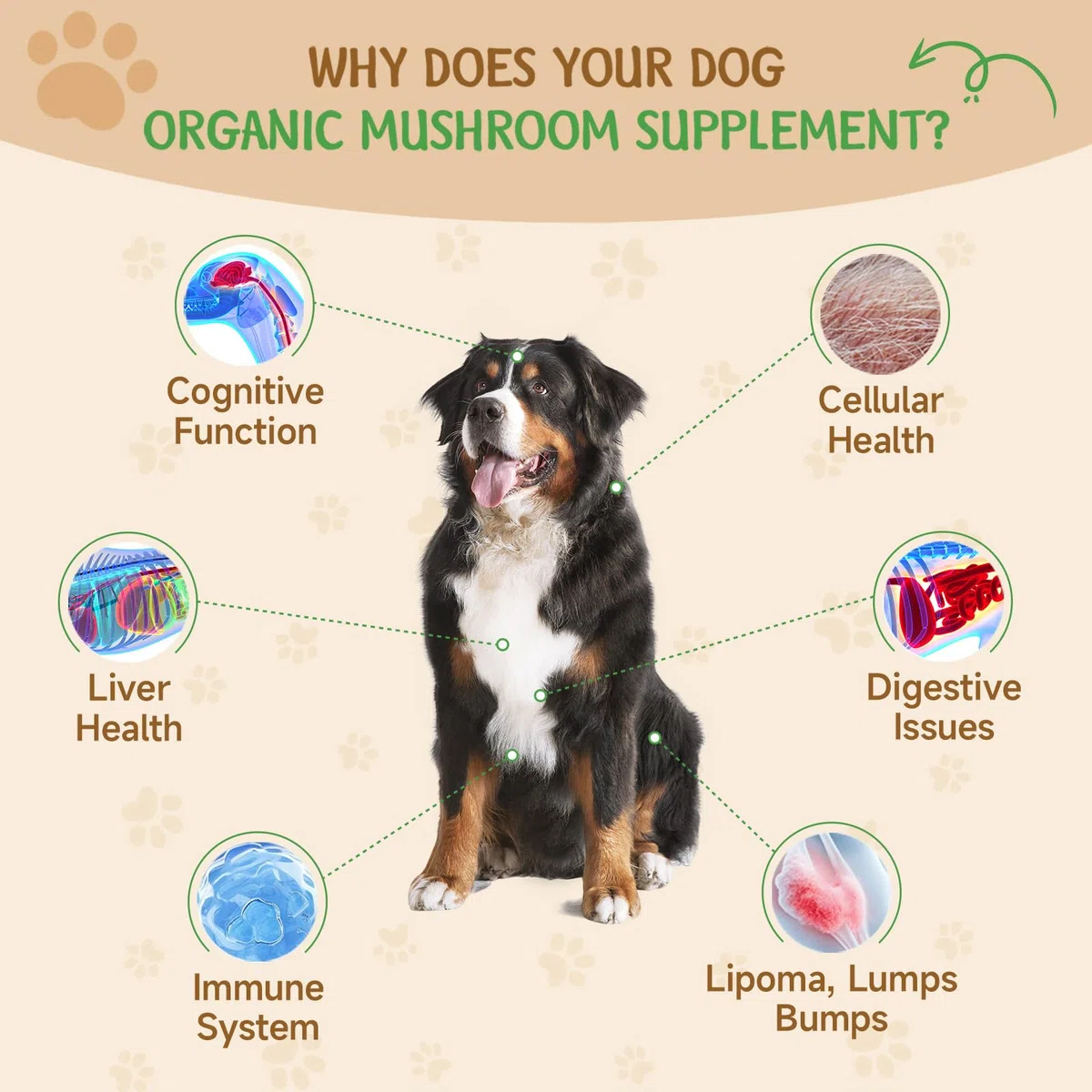 9 in 1 Fungo per cani - Integratore di funghi per cani - Sistema digestivo, pelle, articolazioni, immunità - con 9 funghi - Gusto pollo arrosto, 60ML