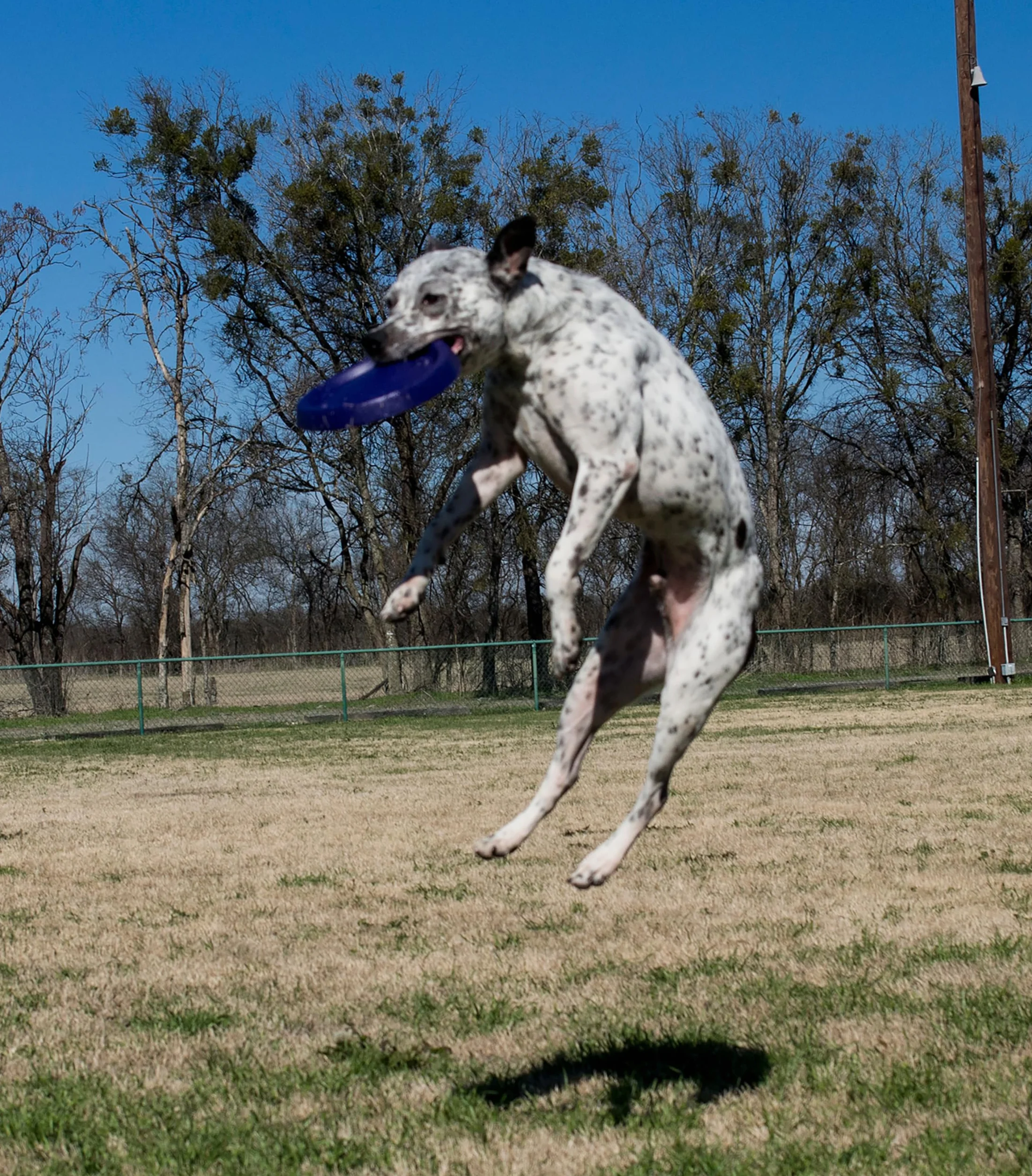 StarMark Easy Glide DuraFoam - Disco volante per cani, colore variabile