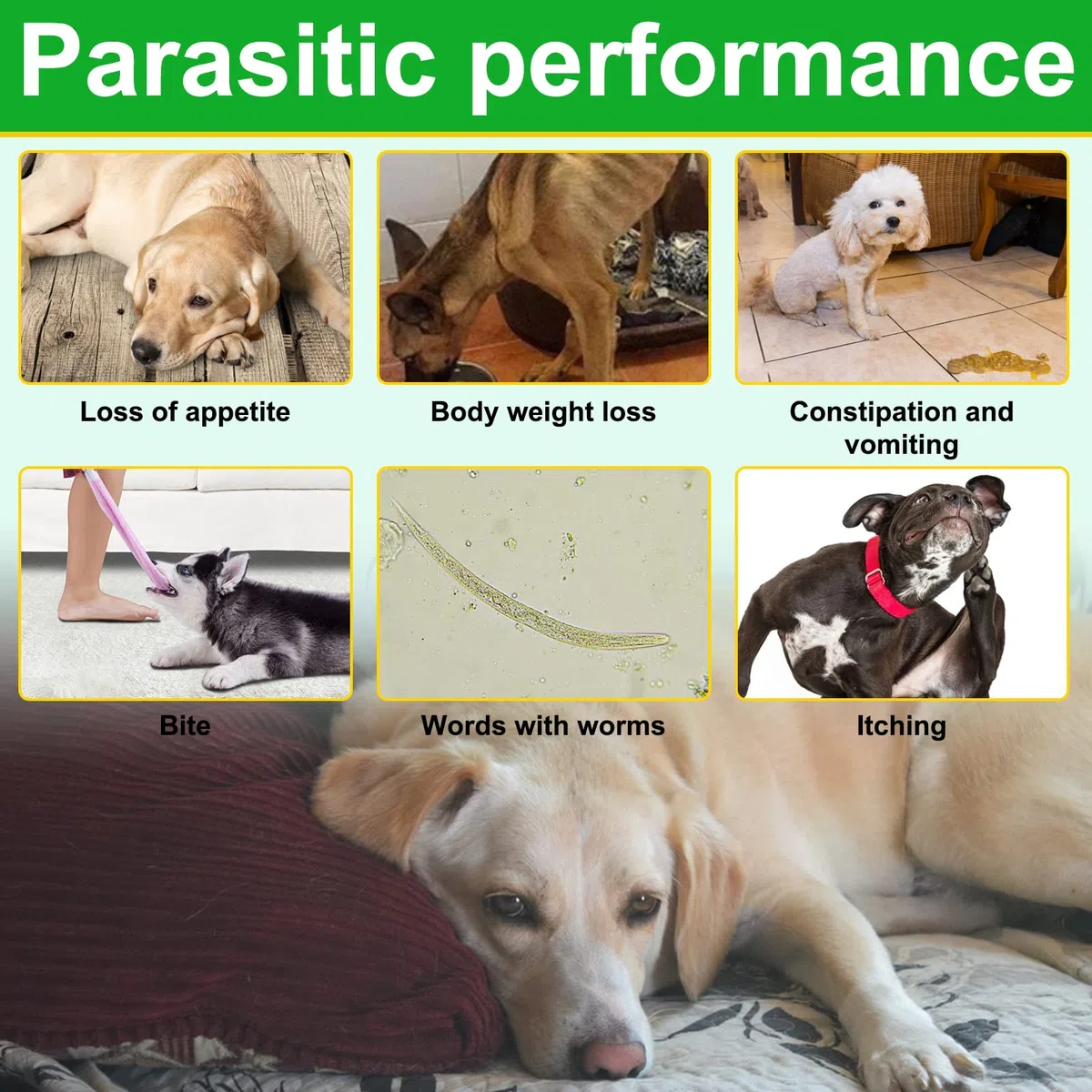 Antiparassitario Cani Pastiglie, Compresse Antipulci Per Cani, Prurito cutaneo, Equilibrio dei lieviti, Allergie, Sistema immunitario e Supporti per la Salute Generale