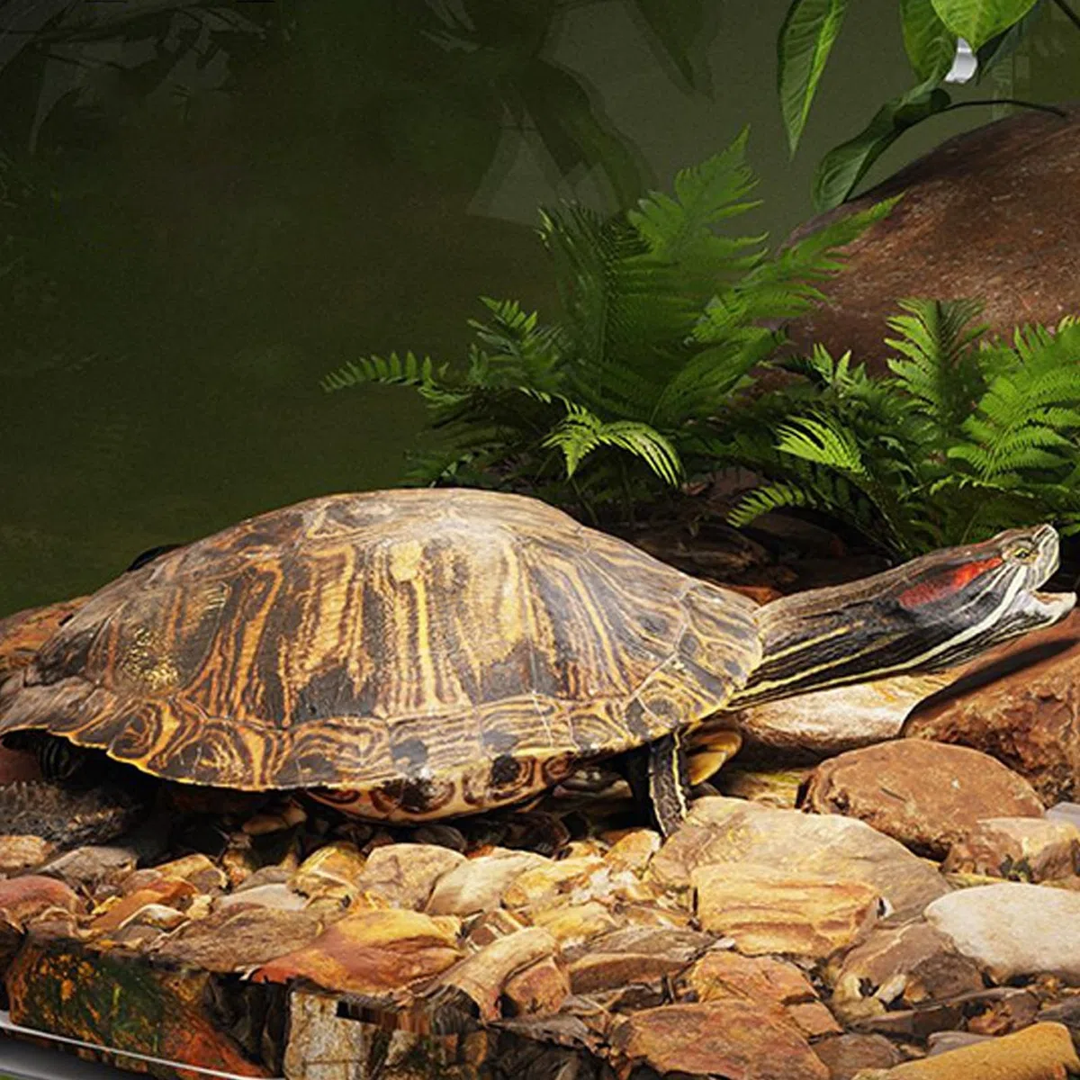 Dock Crogiolarsi Di Tartaruga - Serbatoio Della Tartaruga PET Basking Con Coperchio, Topper Habitat Anti -slip Di Osservazione Animale | Turtle Basking Tank Topper, Gabbia Di Recinzione Di Terrapina
