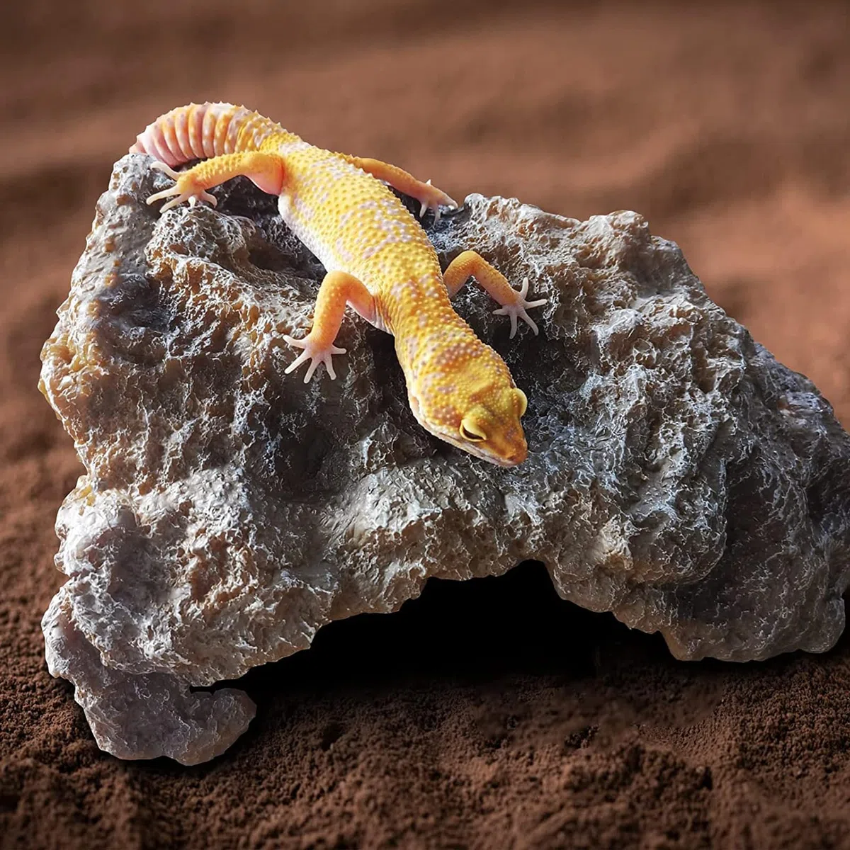Pelli di rettili Roccia Rettile Grotta Nascondiglio Terrario Habitat Decor Ornamento per Piccole Lucertole Drago Barbuto Serpente Tartaruga Rane Anfibi Grande