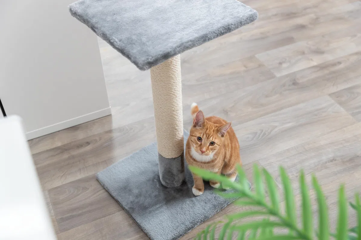 TRIXIE Tiragraffi Baena, 69 cm, grigio medio – 43371