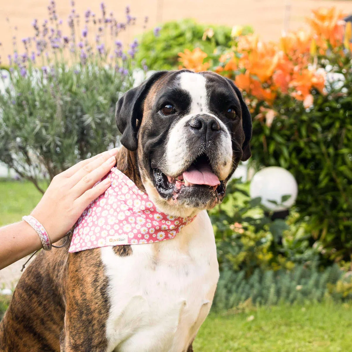 Pettsie collare per cani, bandana e braccialetto dell'amicizia, confezione regalo inclusa, canapa resistente, anello a D per un facile fissaggio del guinzaglio (S, rosa)