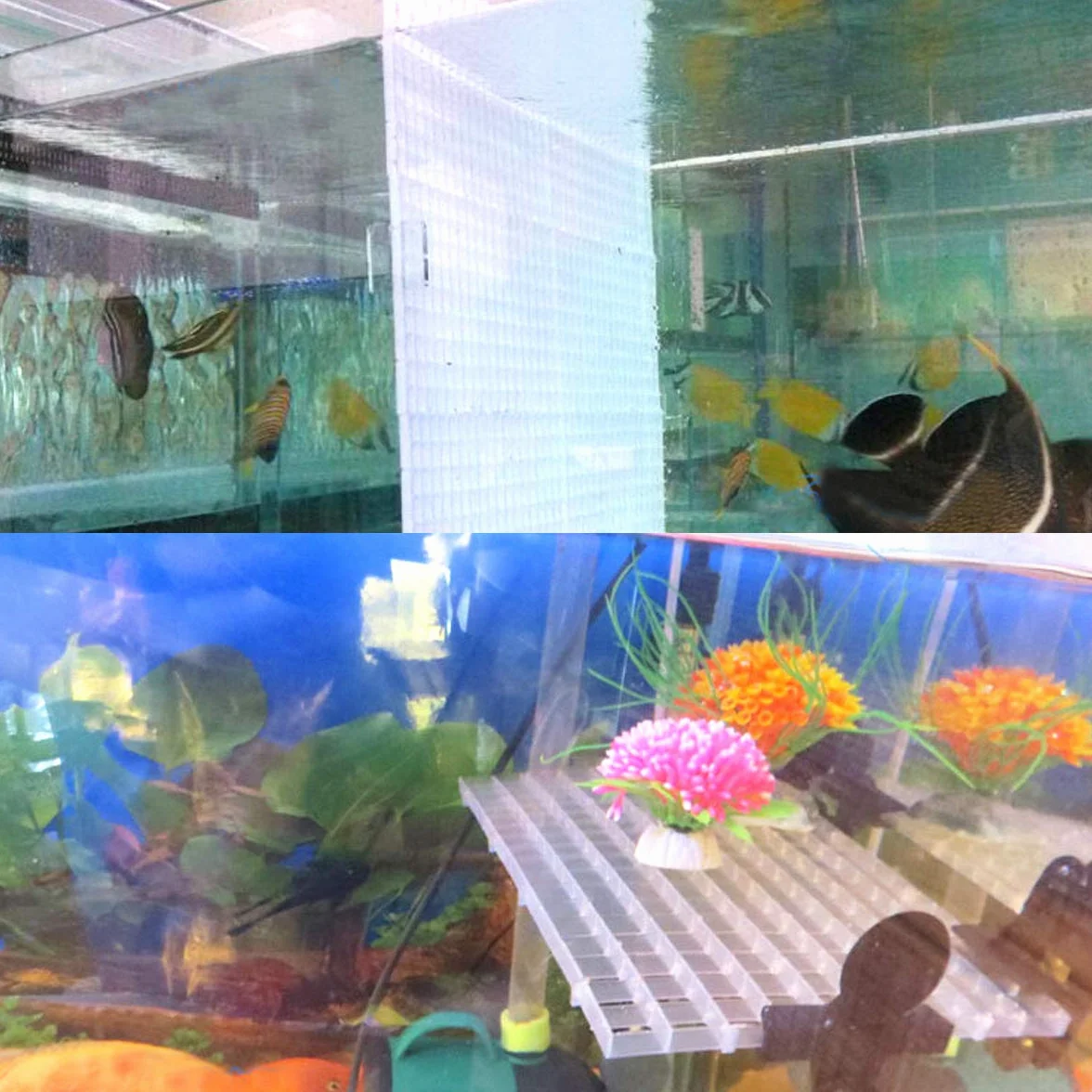 Griglia divisoria per acquario, 6 pezzi, divisore in plastica per allevamento misto