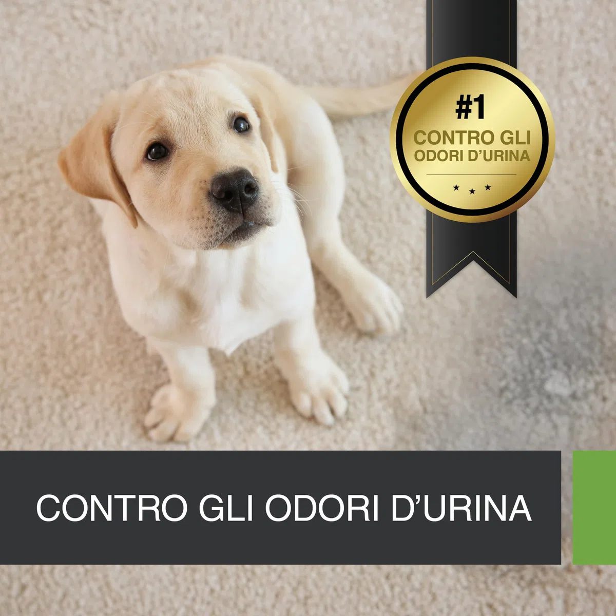 UF2000 4Pets Eliminatore di Odori di Urina 1000ml | Ricarica | Senza Profumo | Togliere Odore Urina | 100% Biologico | Detergente Enzimatico per Cani, Gatti e Piccoli Animali