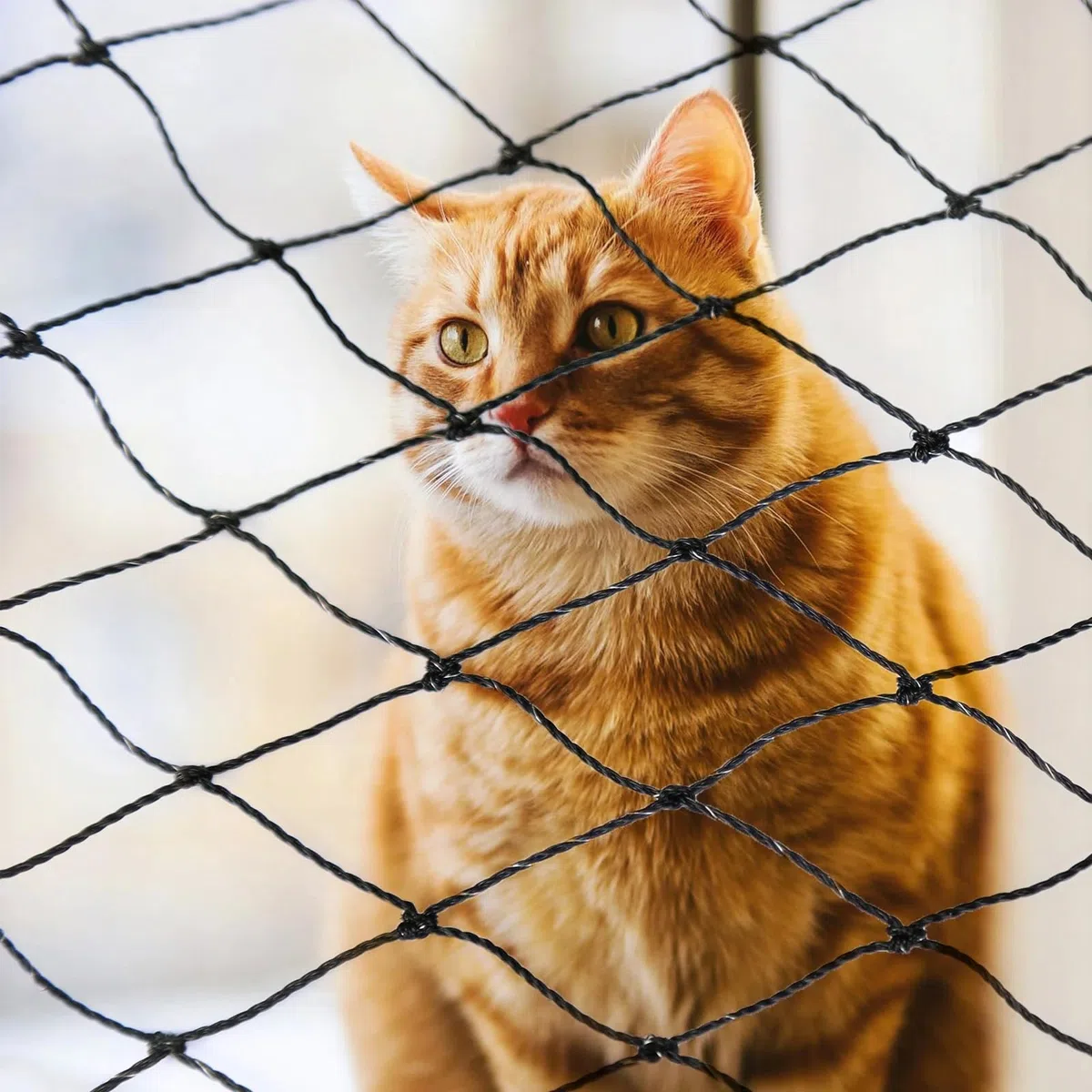 Rete per gatti per balcone, finestra, filo rinforzato, robusta rete di protezione per gatti, 2 x 3 m