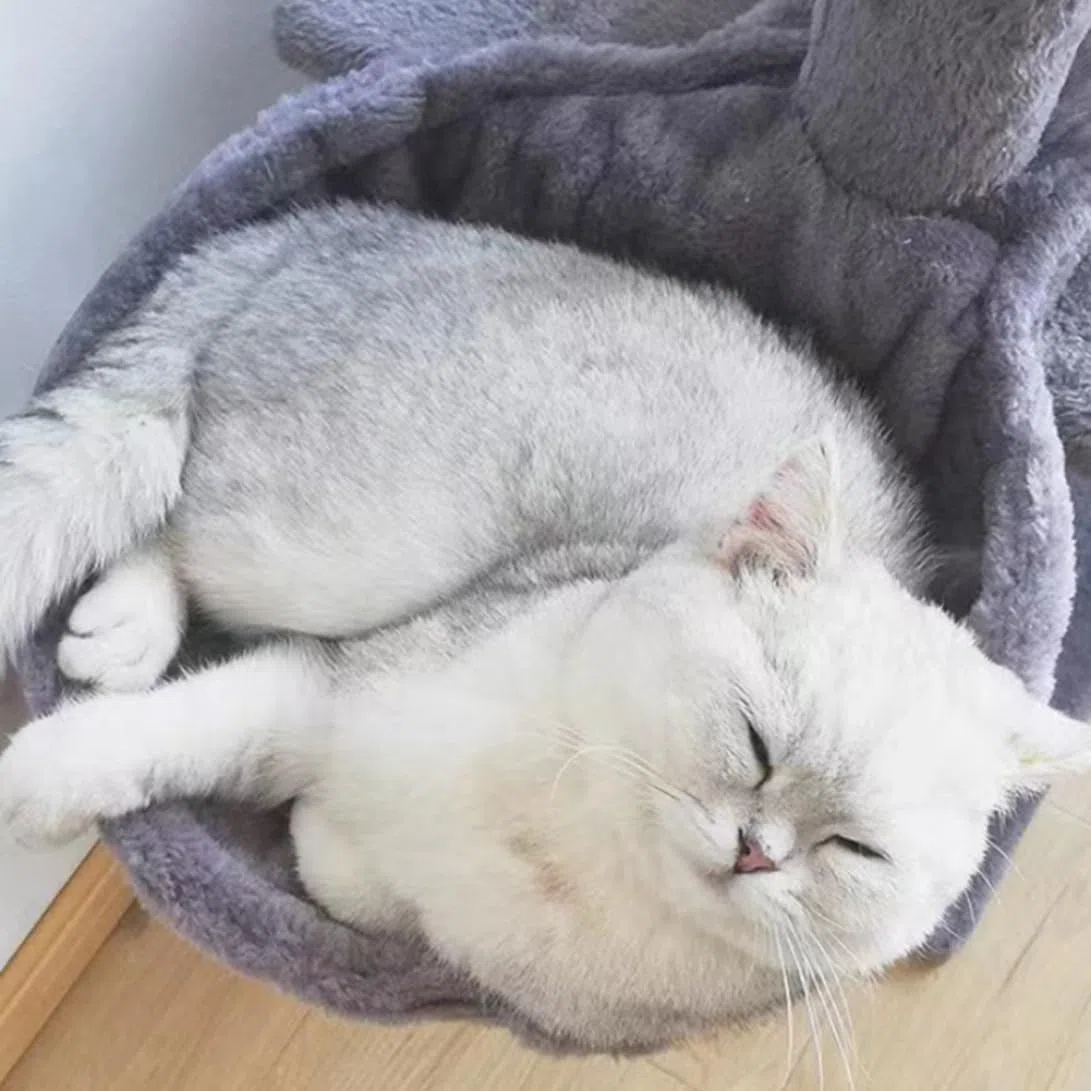Amazza dell'albero del gatto, grigio per la torre di gatto cesta di sostituzione del cestino del lettino per gomma, giocattoli da pom-pom appeso con amaca per tutti i gatti