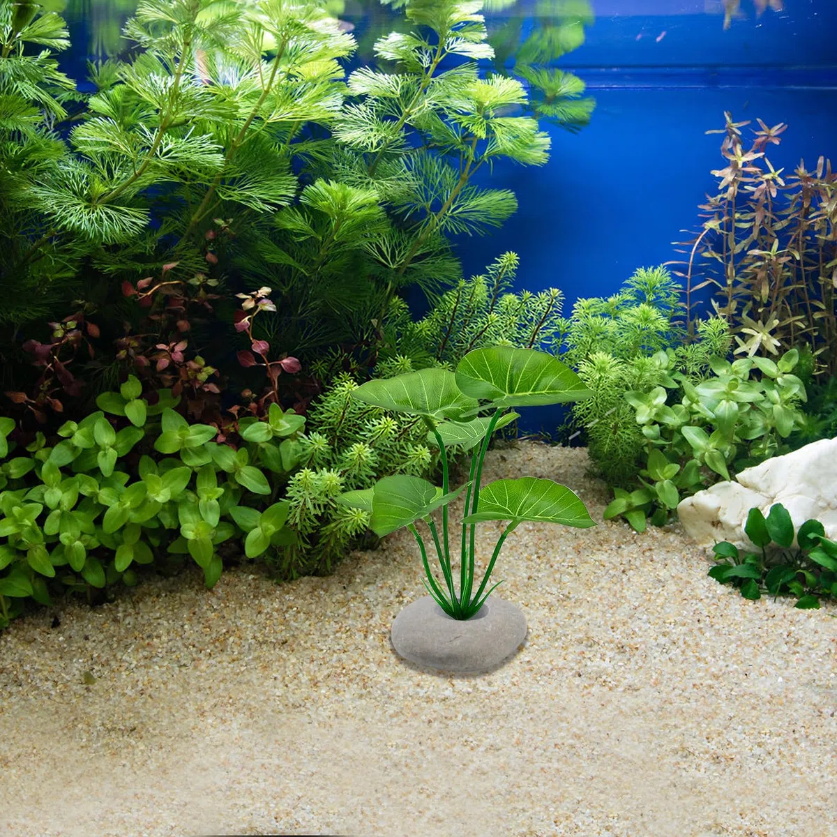 6 pesi per piante d'acquario, ancoraggi in pietra di ciottolo impediscono il nuoto per acquario, piante vive, decorazioni per acquari (diverse forme)