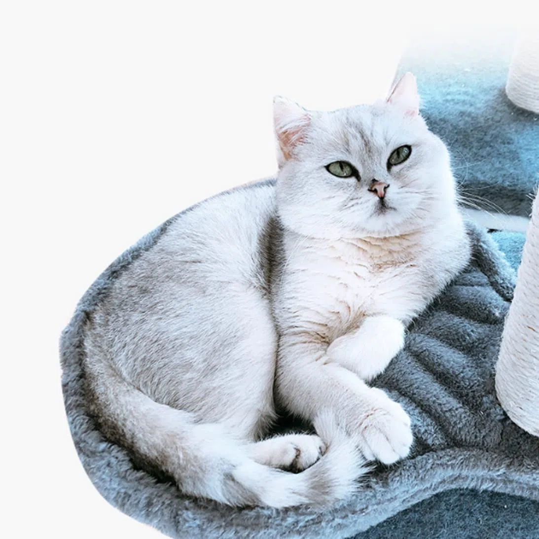Amazza dell'albero del gatto, grigio per la torre di gatto cesta di sostituzione del cestino del lettino per gomma, giocattoli da pom-pom appeso con amaca per tutti i gatti