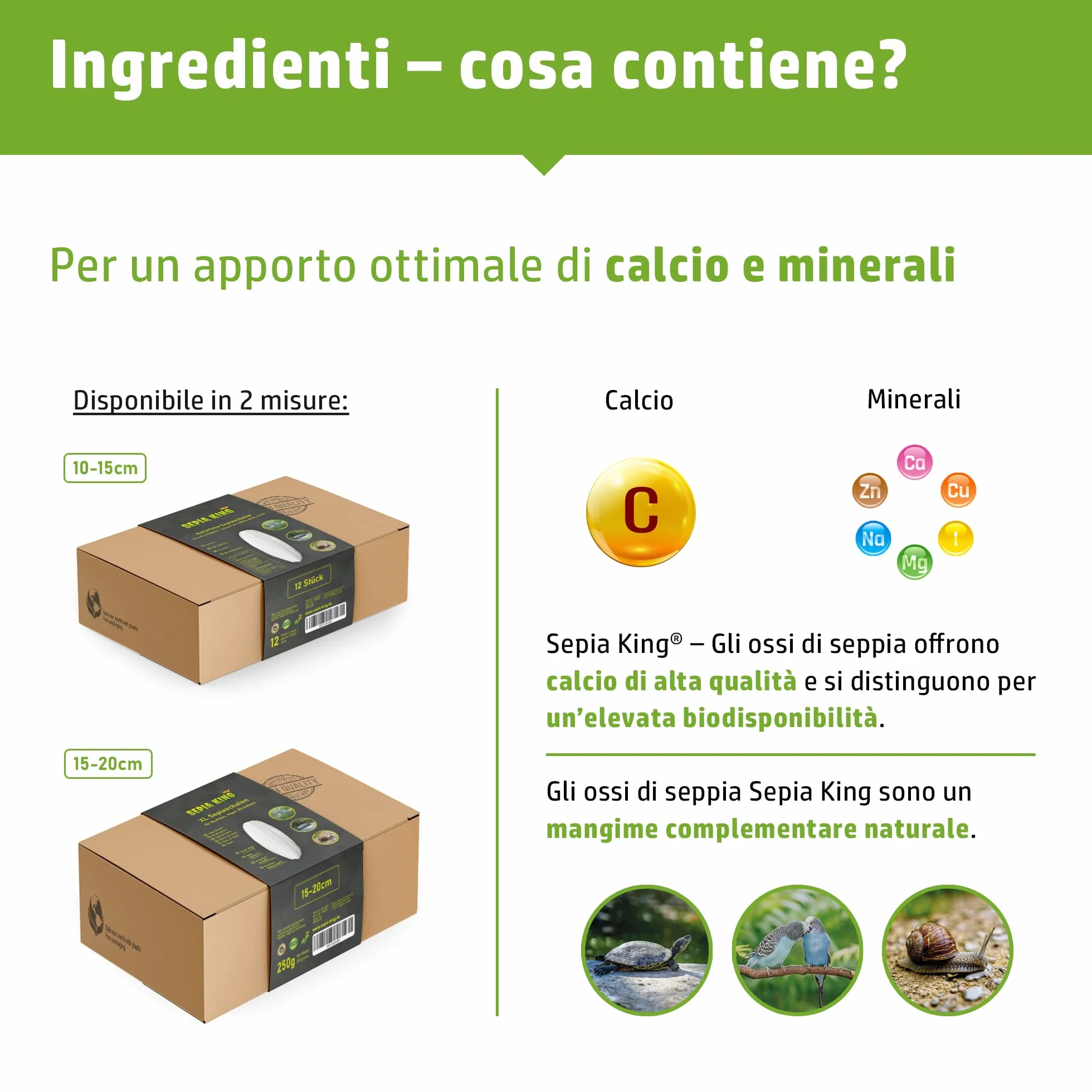 Sepia King - Ossi di Seppia grandi – Box XL 250g 15–20 cm – Calcio e minerali naturali – Osso di Seppia grande – Mangime per Rettili, Tartarughe, Drago Barbuto, Uccelli, Accessori Terrario