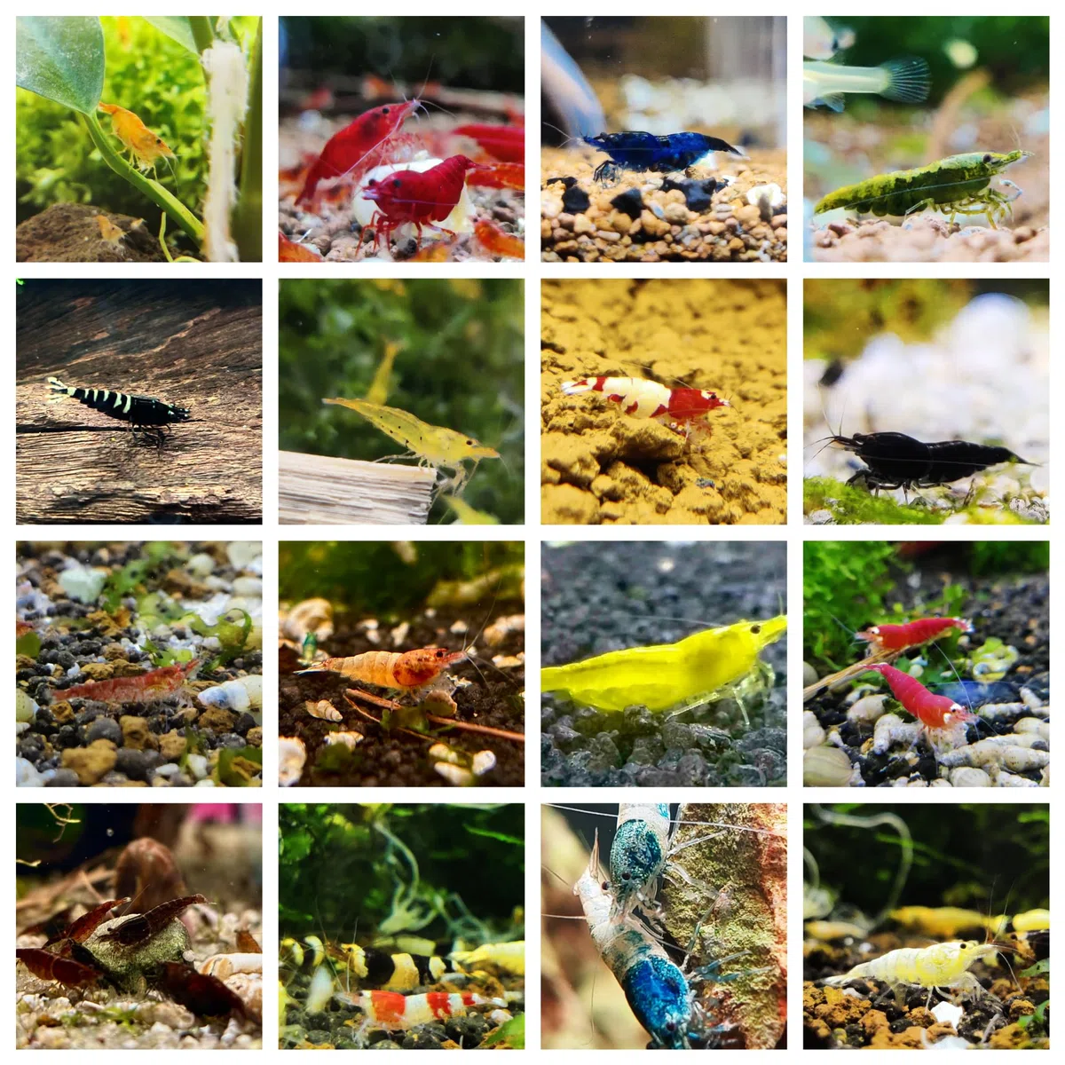 Gamberetti englück – Mix di gamberetti – Neocaridina & Caridina – 10/20/30 pezzi