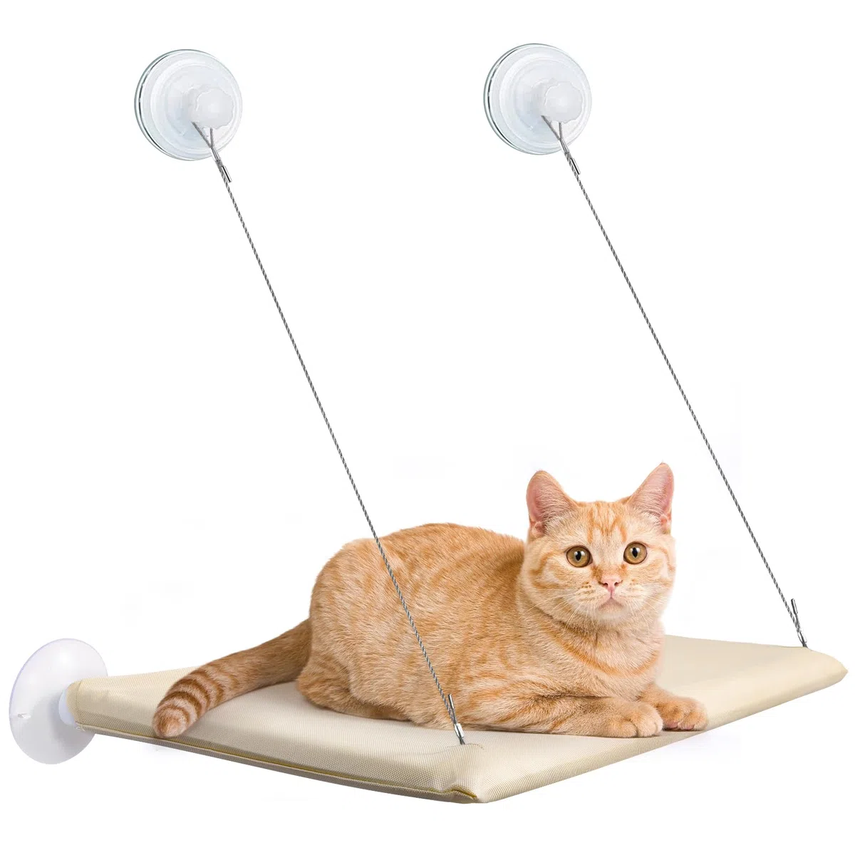 CIRULLI Amaca per Gatti da Finestra Interno, per Gatti di Grossa Taglia Fino a 25 kg, Con Robusto Ventose a Manopola, Stabile e Facile da Montare (54x30CM)