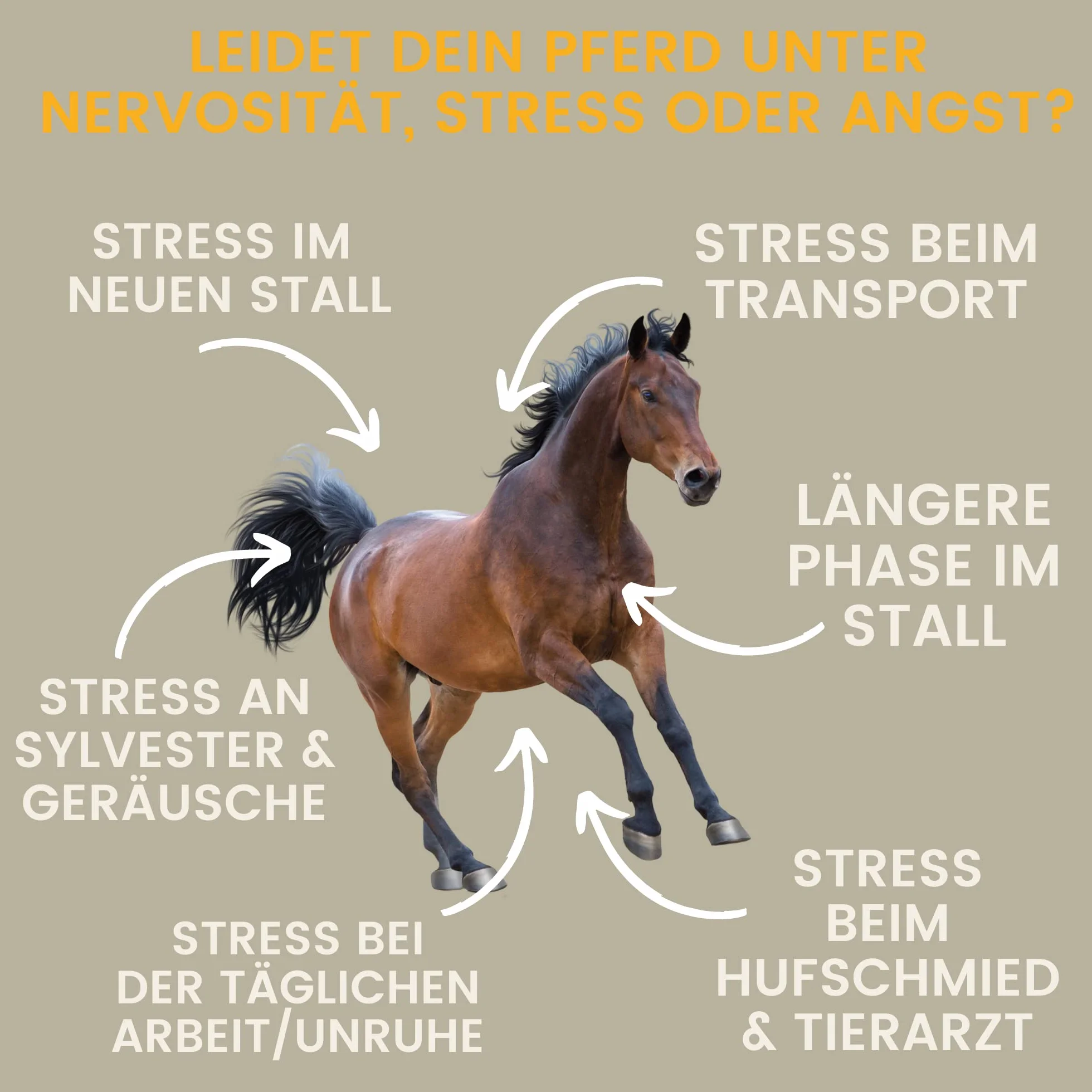Magnesio Cavallo 3*30ml Pasta Calmante per Cavalli I Rilassamento Calma Booster I Anti-Stress Calmante Nervi I L-Triptofano I per Ansia Trasporto, Pasta di Magnesio Serenità Cavallo Nervoso Alta Dose