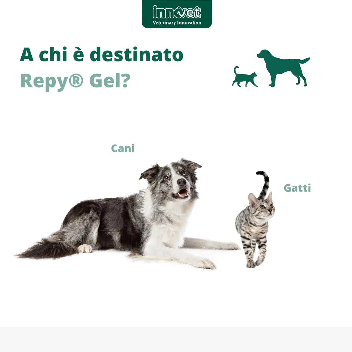 Innovet Repy Gel - Gel Dermatologico per la Riepitelizzazione Cutanea in Caso di ferite – per Cani e Gatti. Nuova Formula ad Azione Repellente ed Anti-Leccamento – Confezione Tubo 75ml