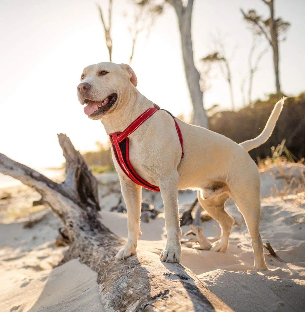 EzyDog Imbracatura Chest Plate