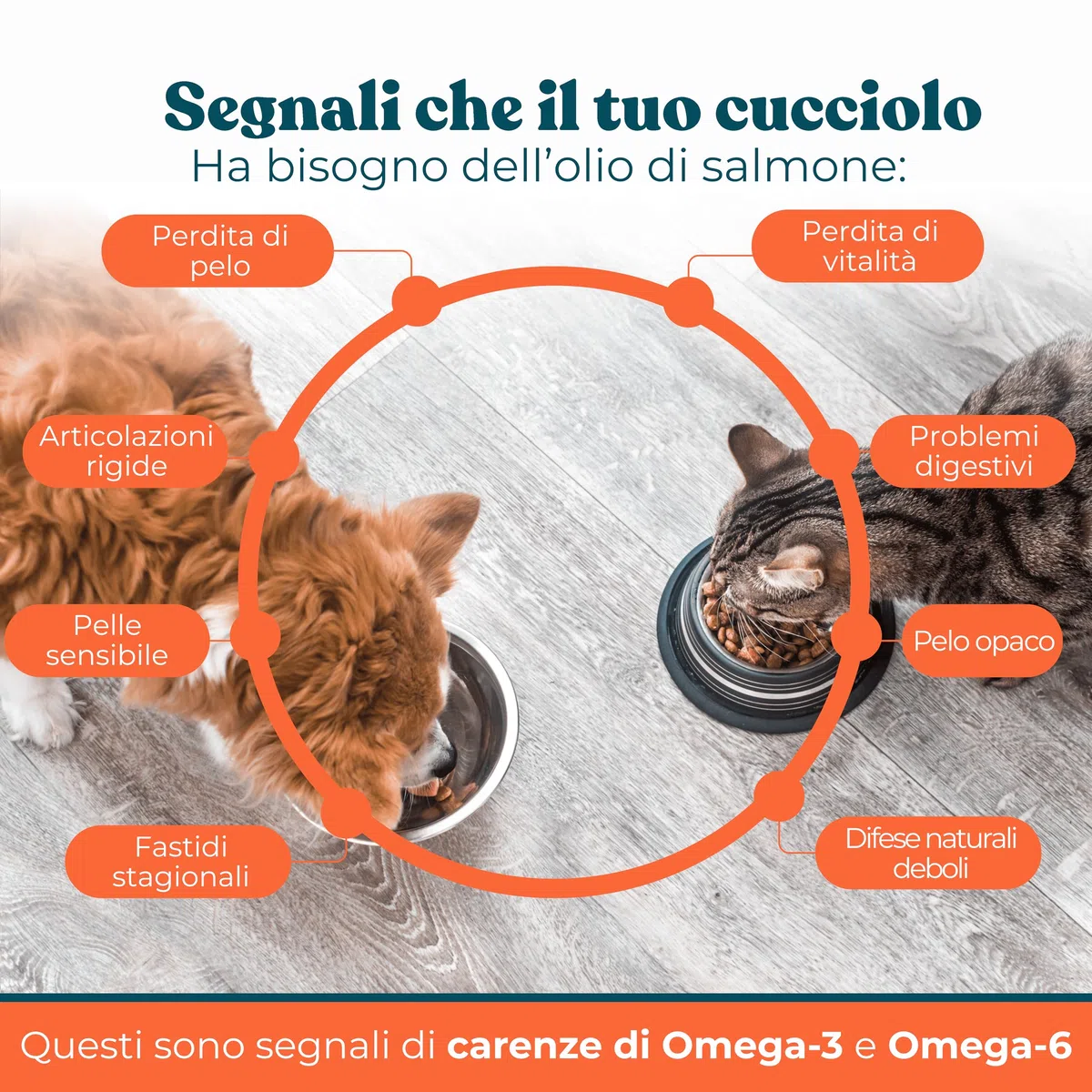 Olio di Salmone per Cani e Gatti 500 ml - Integratore Naturale Omega 3 e 6 per Pelo, Articolazioni e Sistema Immunitario