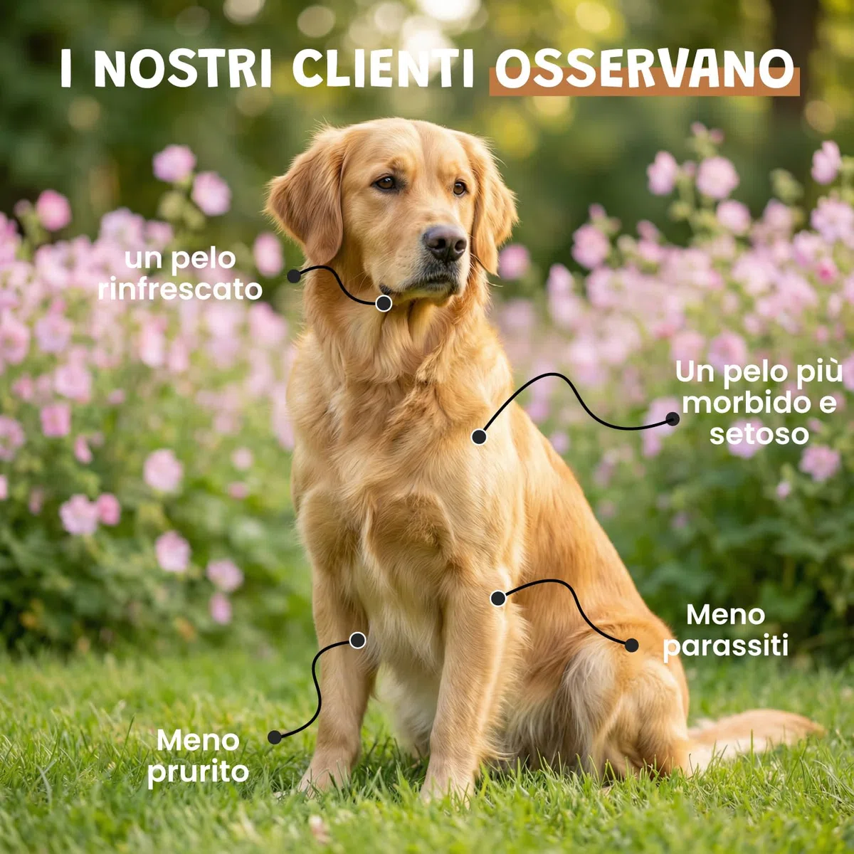 Museau & Co Aceto dei 4 Ladri Spray 250ml per Cani e Gatti | Antiparassitario Naturale Pulci & Zecche | Antibatterico, Antifungino & Repellente Insetti | Senza Pesticidi
