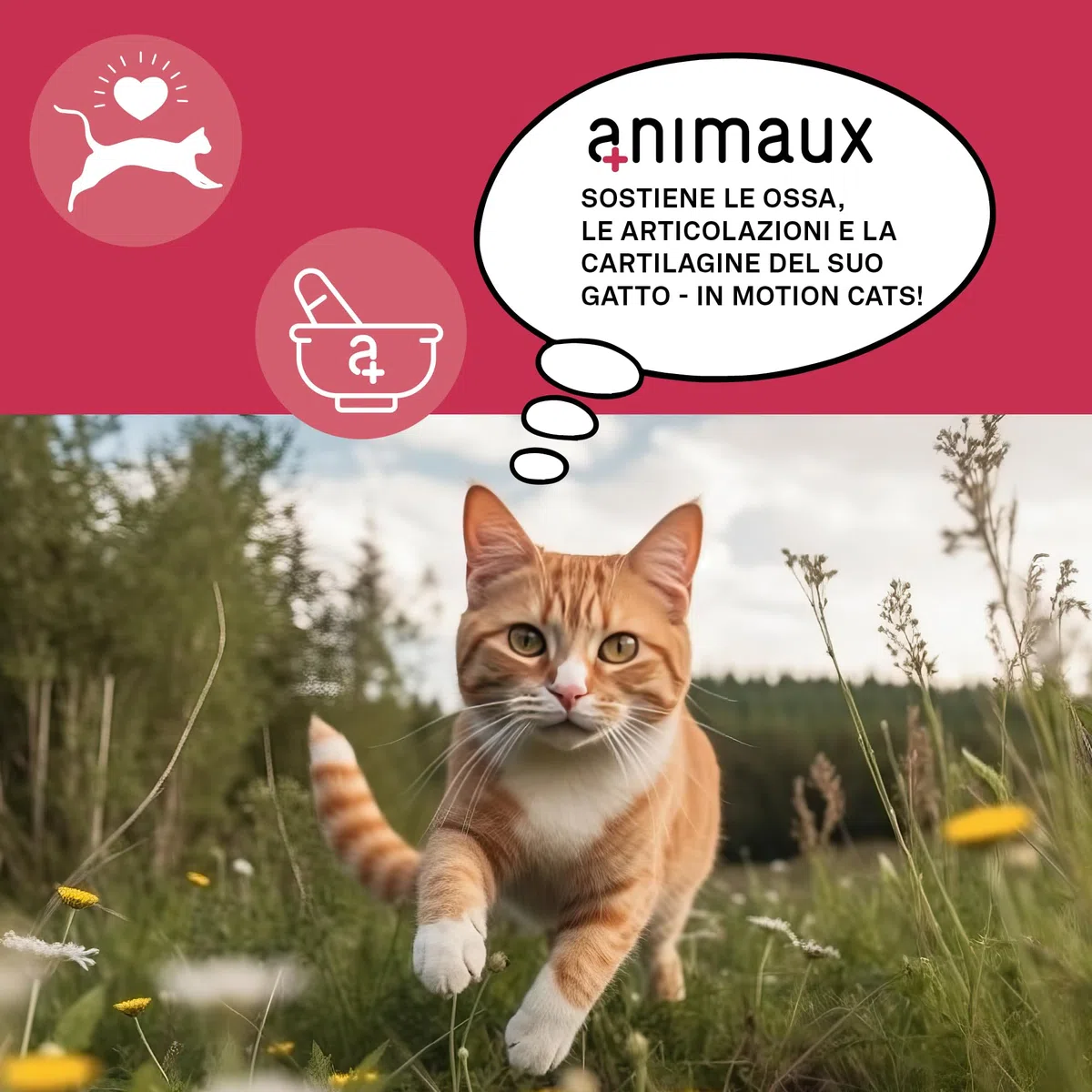 animaux In Motion Cats - Integratore Alimentare per Gatti per Ossa, articolazioni e cartilagini - 60 compresse masticabili - con cozza dalle Labbra Verdi, Artiglio del Diavolo collagene