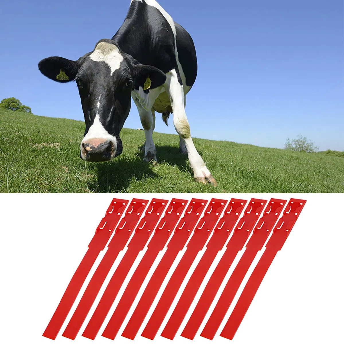 10 Fascette per Collari Identificativi per Identificazione di Mucche, Forniture per Marcatura di Bovini da Giardinaggio per Bestiame da Fattoria Rosso (rosso)
