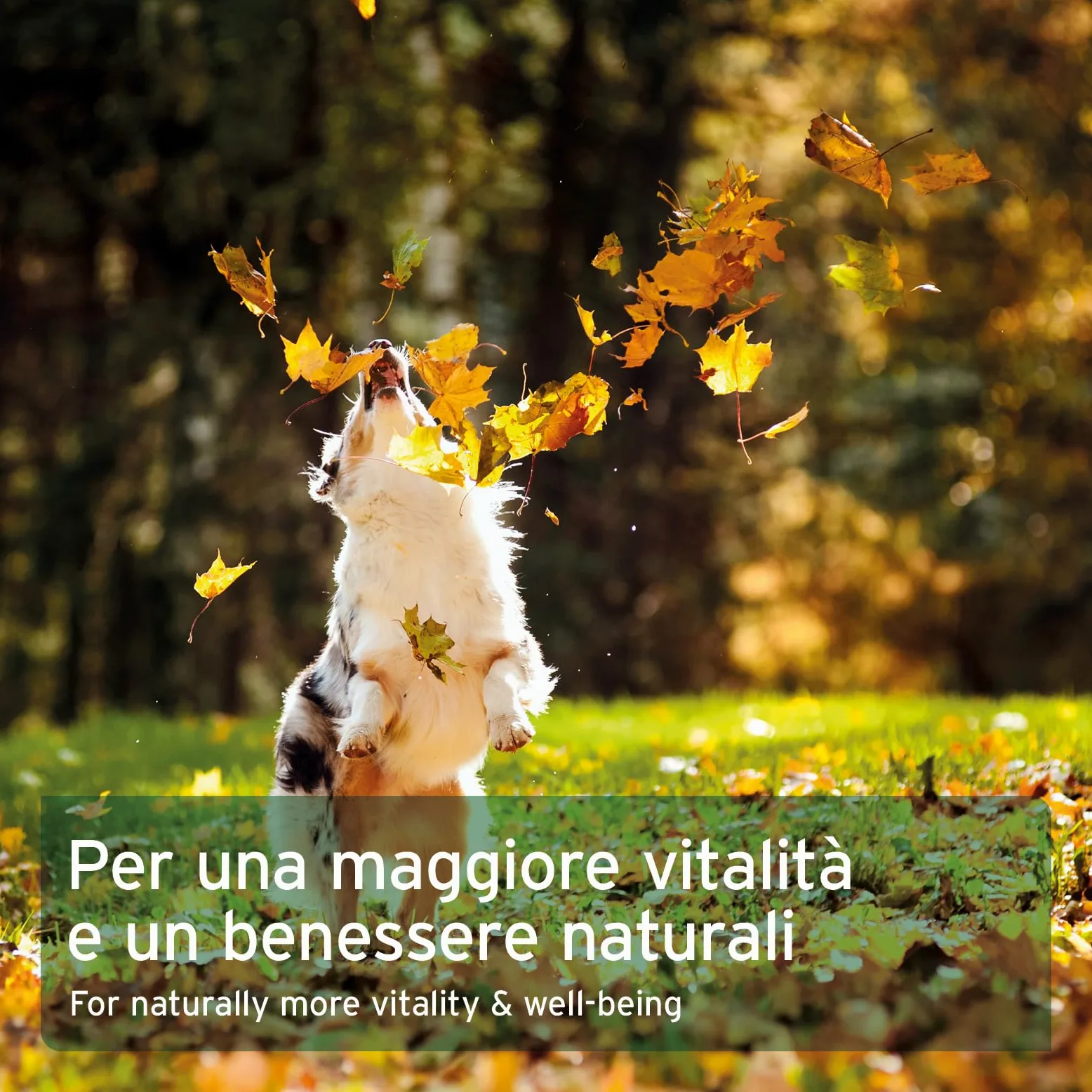 AniForte Omega-3 Capsule di olio di salmone per cani e gatti 200 Capsule - Natura pura, ottimizza il metabolismo, prezioso per la formazione delle ossa, la costituzione e il mantello lucido