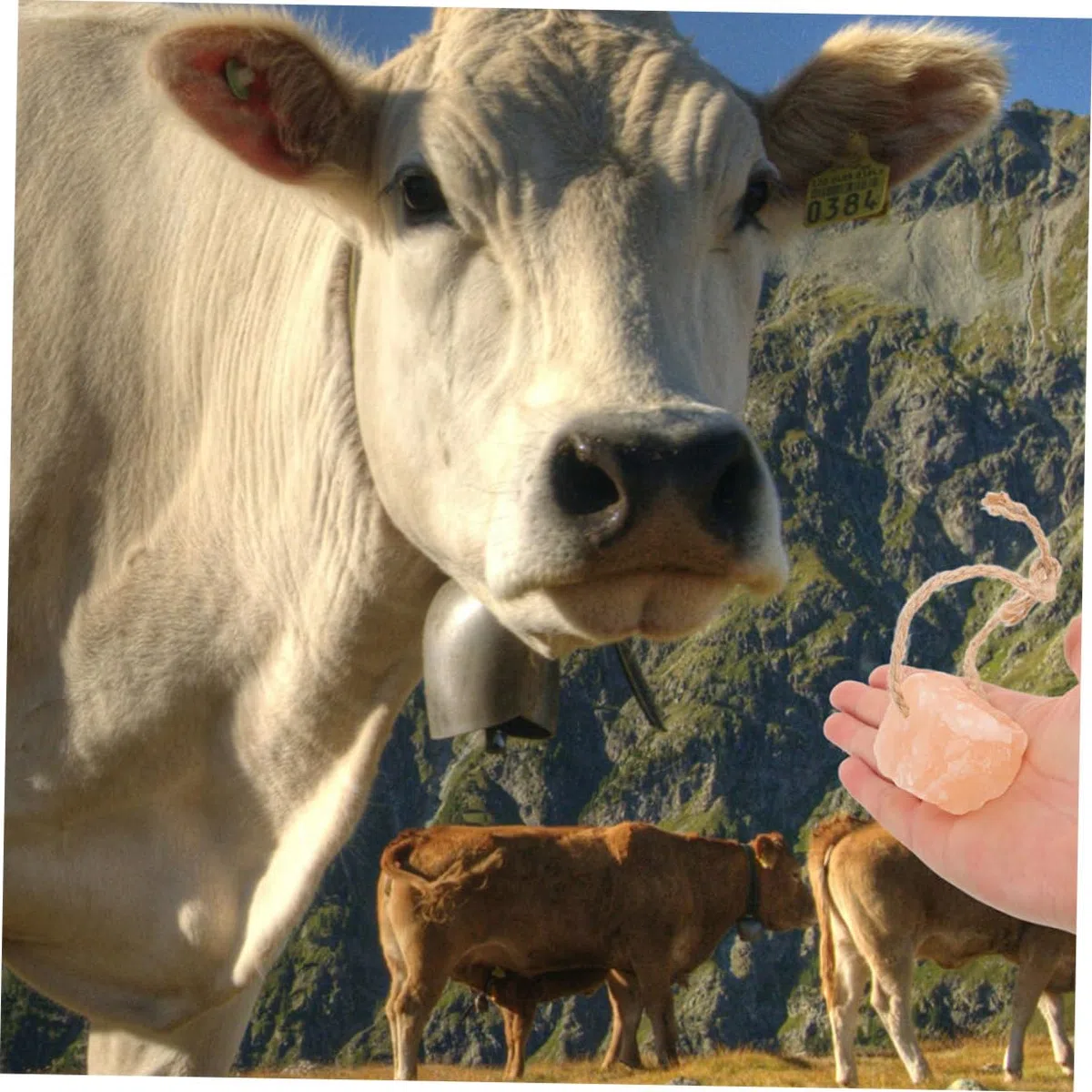 Happyyami 6pezzi Blocchi di Minerale Rosa Himalayano per Animali da Blocco da Leccare Naturale Ricco di Minerali per Cavalli Bovini Ungulati e Bestiame Supporto Immunitario e Benessere Lives