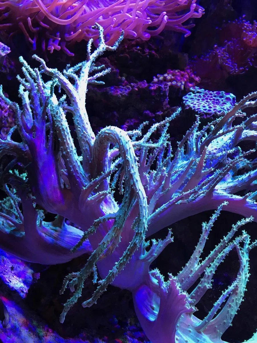 Seachem 08076E Reef Fusion 2