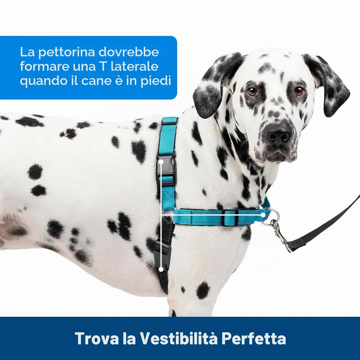PetSafePettorina Deluxe Easy Walk Grande, Blu Oceano - 0.4 kg