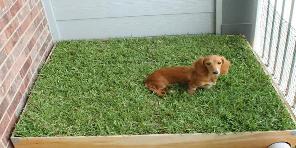 GreenZolla - L' Originale Lettiera per Cani in Erba Vera Naturale, Traversina 100% Naturale, Cuccia per Gatti in Vero Prato, Zona Gioco e relax per Animali Misura Maxi