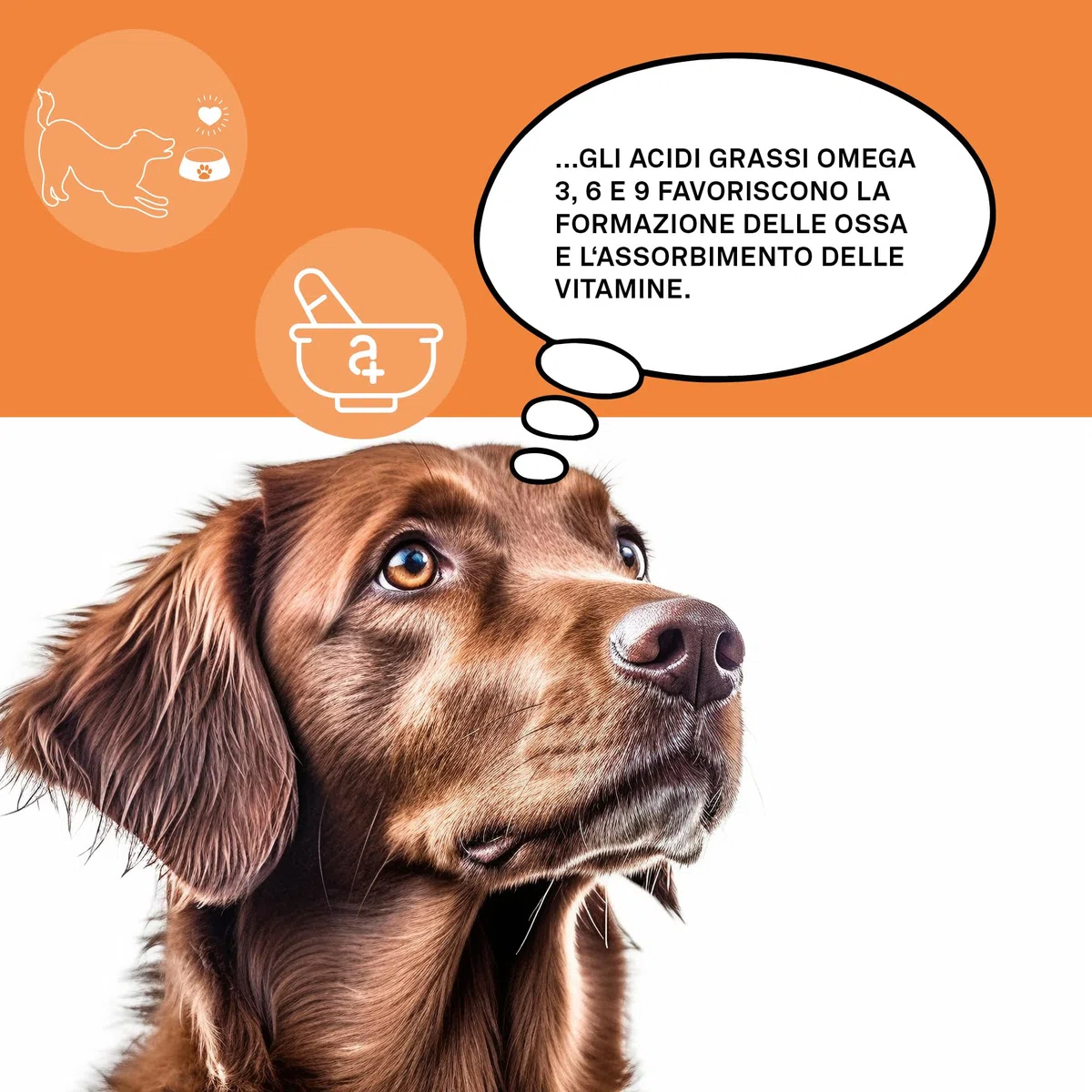 Omega 3, 6 & 9 per Cani - 50 compresse da masticare - Olio di Pesce Naturale con acidi Grassi per Metabolismo, Formazione di ossa, Pelle e Pelatura - animali Omega Complete Dogs