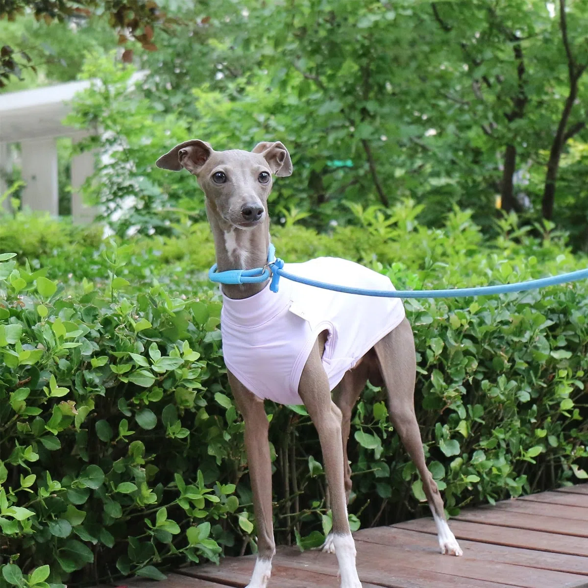 T-shirt Levriero Italiano Per Cani Di Taglia Piccola E Media, Gilet Estivo Leggero E Fresco, Vestiti Whippet, Camicie Traspiranti Per Animali Domestici, Abbigliamento Da Esterno(Gray,M)