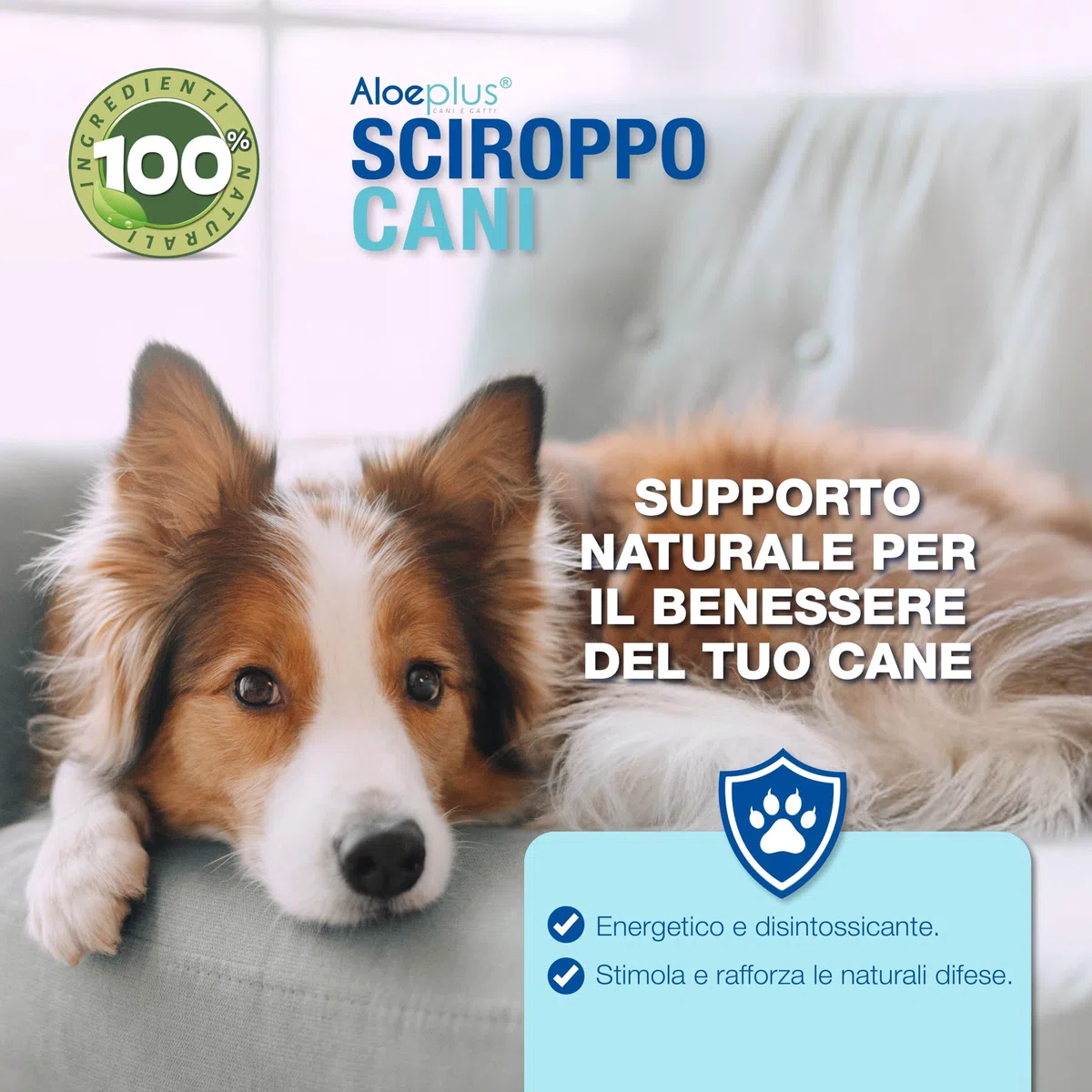 ALOEPLUS Cani Sciroppo 150ml - Alimento Complementare Energetico, Disintossicante a base di Aloe Arborescens BIO, Rafforza le Naturali Difese, Ideale come ricostituente Cani Anziani e Cuccioli