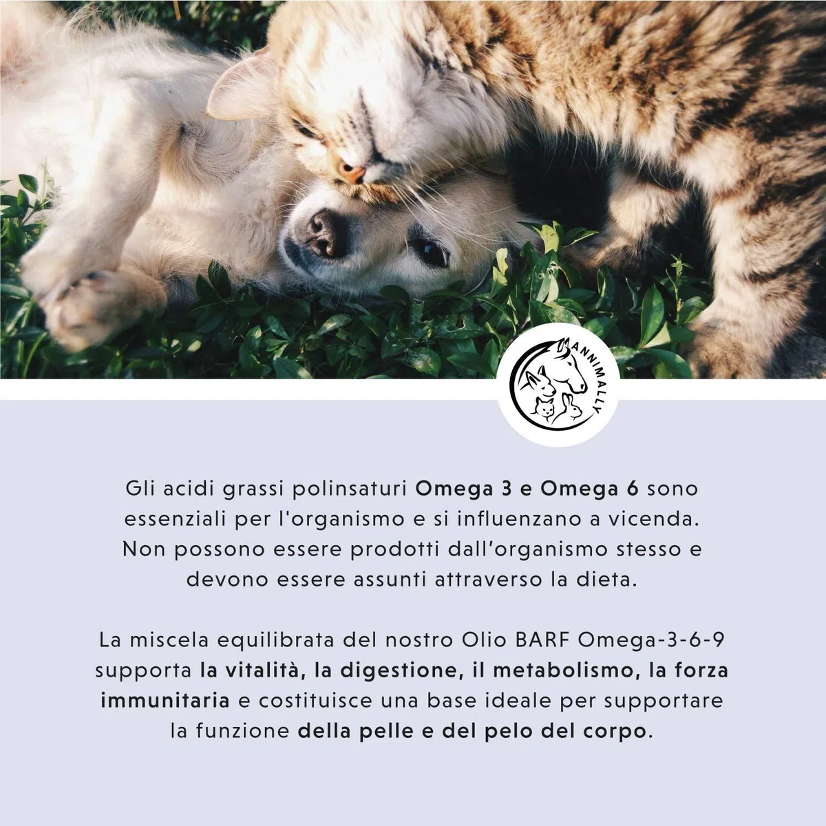 Olio BARF per cani 500 ml Olio Barf con Omega 3-6-9 composto da: olio di salmone, olio di colza, olio di canapa e olio di borragine - olio per alimentazione canina da utilizzare come condimento