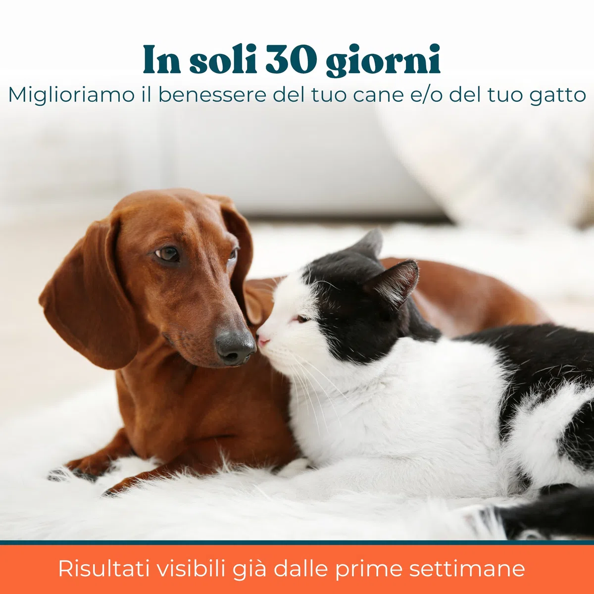 Olio di Salmone per Cani e Gatti 500 ml - Integratore Naturale Omega 3 e 6 per Pelo, Articolazioni e Sistema Immunitario