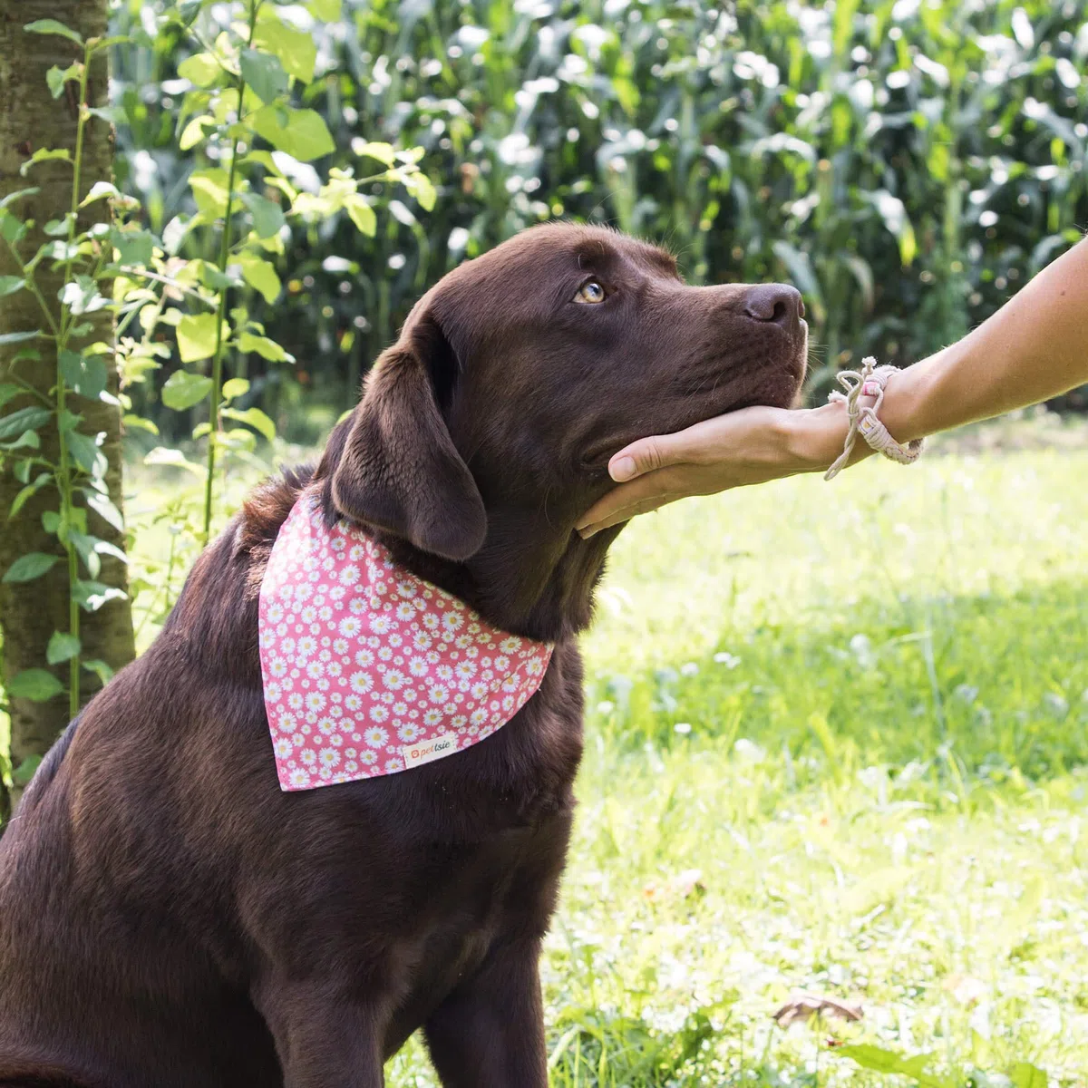 Pettsie collare per cani, bandana e braccialetto dell'amicizia, confezione regalo inclusa, canapa resistente, anello a D per un facile fissaggio del guinzaglio (S, rosa)