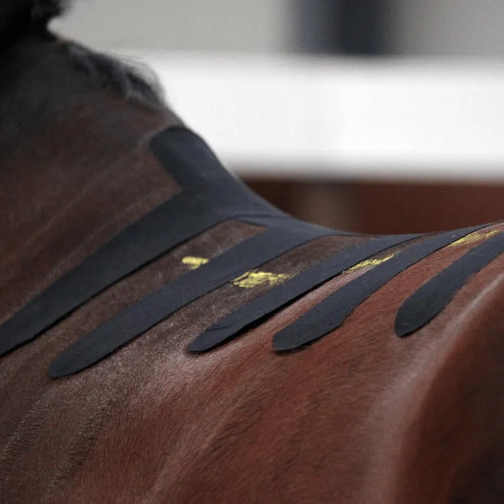 Vetkintape,2 rotoli 3 cmx5 m,nastro kinesiologico per cavalli equine/, migliorare la funzione muscolare, sostenere articolazioni e Segmental influenza