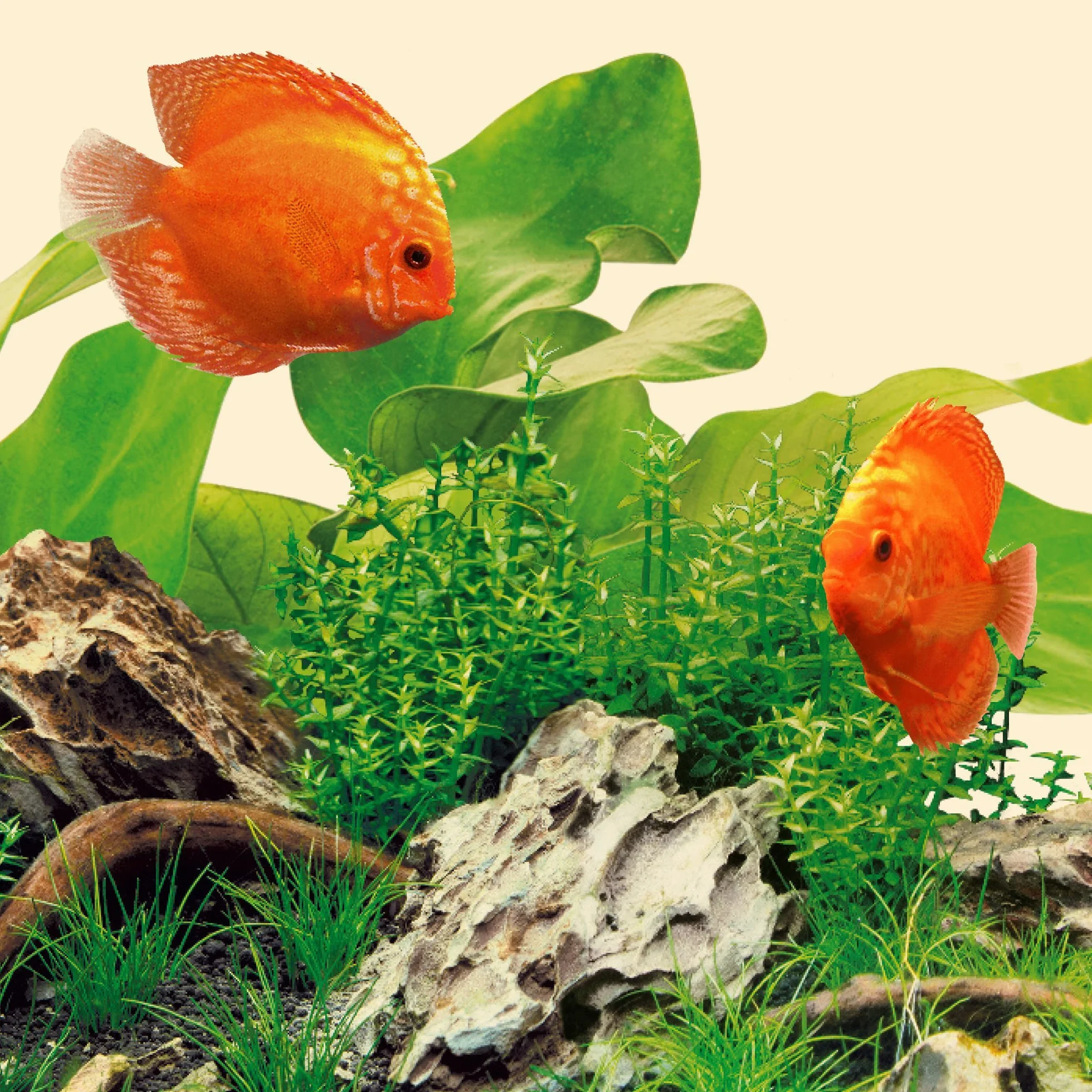 Juwel Aquarium 86824 LED Nature 6500K, 438 mm - tubo, colorato