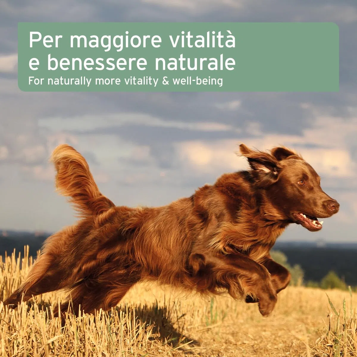 AniForte Omega 3 & 6 Olio di Salmone per Cani 1 l - Acidi grassi Omega-3, olio di pesce puro di alta qualità, integratore alimentare per cani