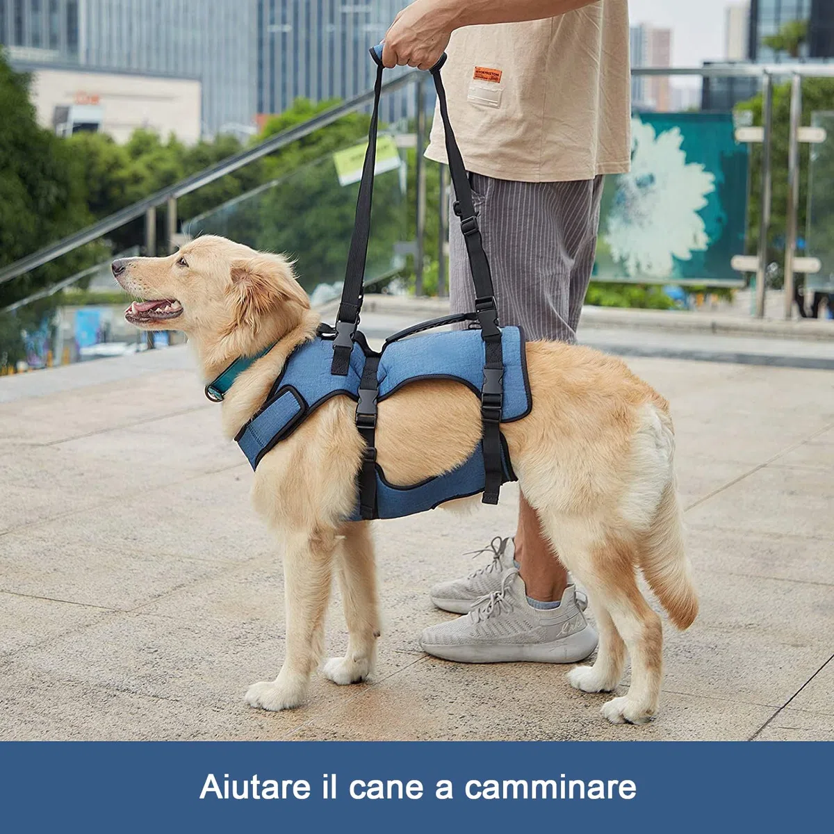 COODEO Imbracatura Sollevamento Cani, Supporto Integrale & Fascia Riabilitazione con Spalline Regolabili/Traspiranti per Cani Anziani, Disabili, con Artrite, Paralisi o Problemi Articolari (blu,M)