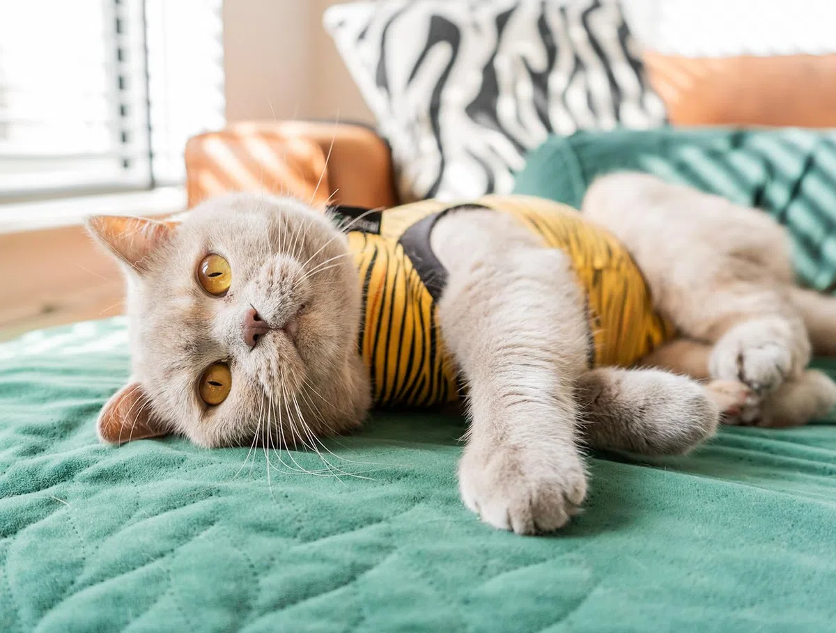 Suitical Recovery Suit for Cats – Tiger Print. Post Operative cat Cone Alternative. (X-Small (Neck to Tail: 15.7-17.7" / 40-45 cm), Tiger Print)