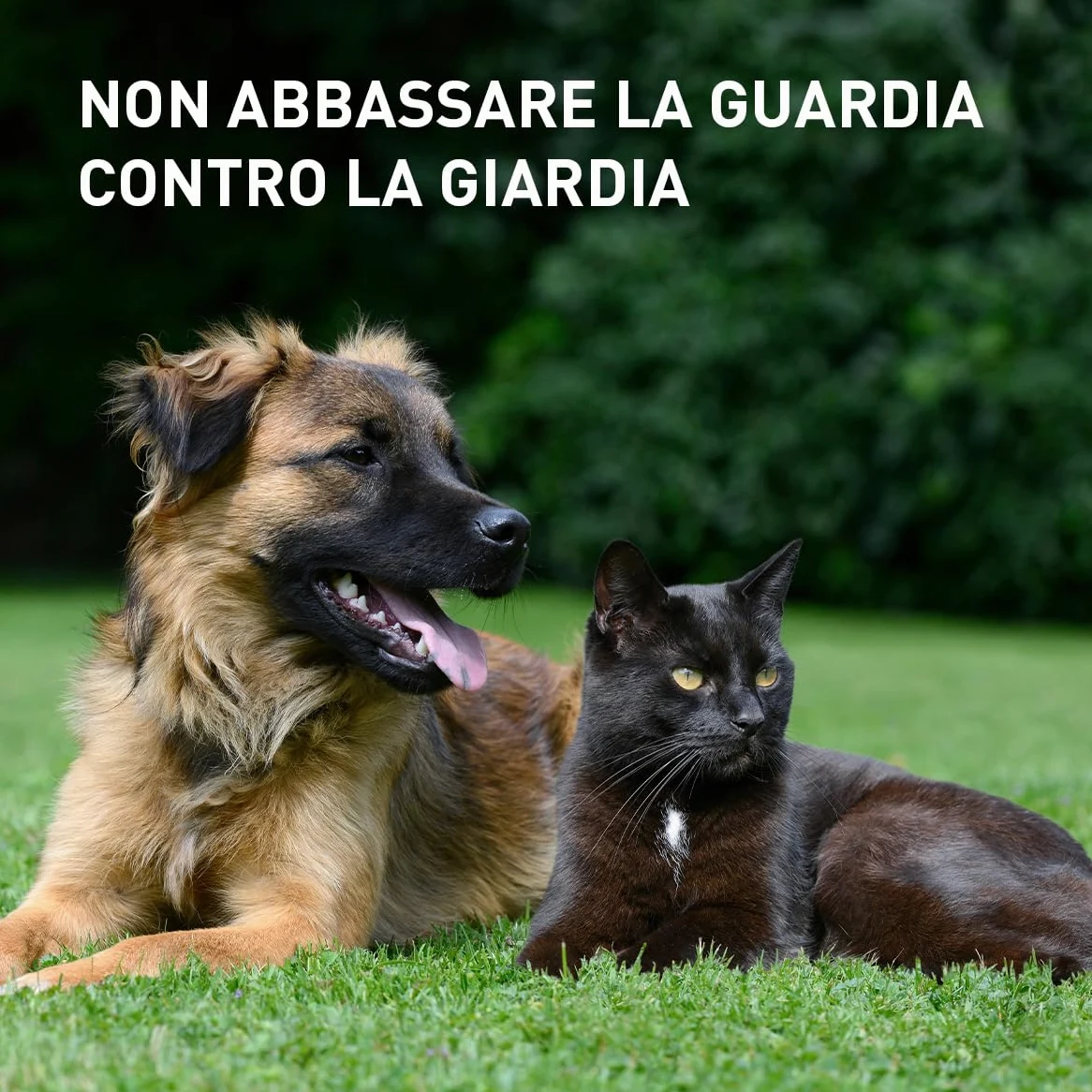 Panacur Pasta - Vermifugo Per Cani E Gatti, Libera da Giardia, Vermi Tondi e Vermi Piatti. Per Cani E Gatti Dai Gusti Difficile