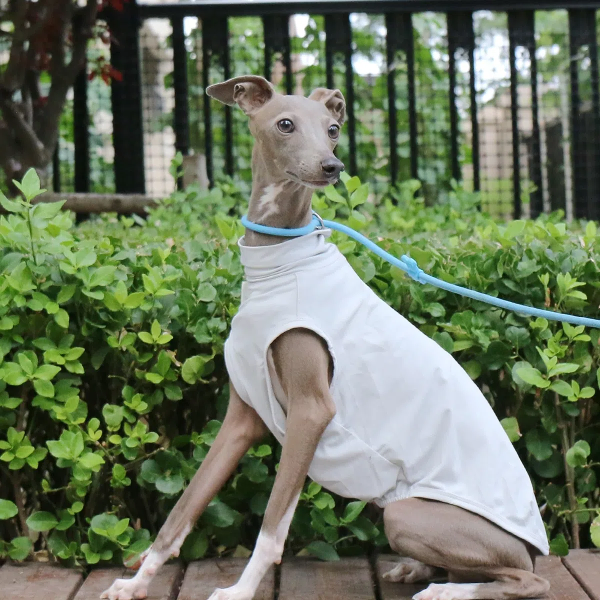 T-shirt Levriero Italiano Per Cani Di Taglia Piccola E Media, Gilet Estivo Leggero E Fresco, Vestiti Whippet, Camicie Traspiranti Per Animali Domestici, Abbigliamento Da Esterno(Gray,M)