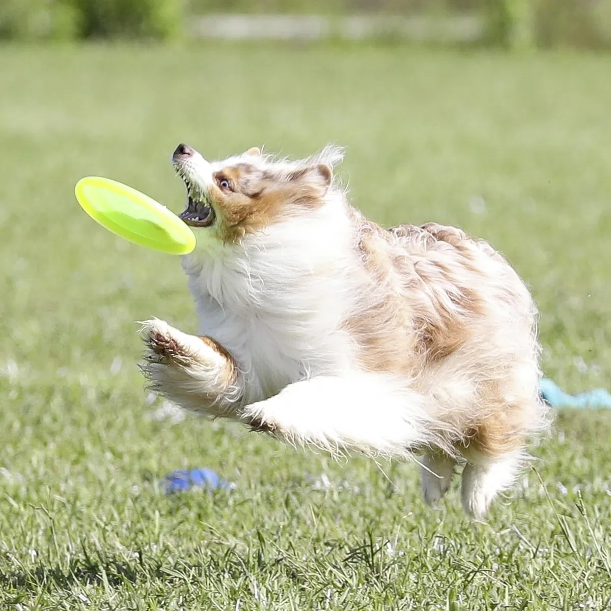 Hyperflite Jawz Pup, 7-Inch, Lemon-Lime by Hyperflite