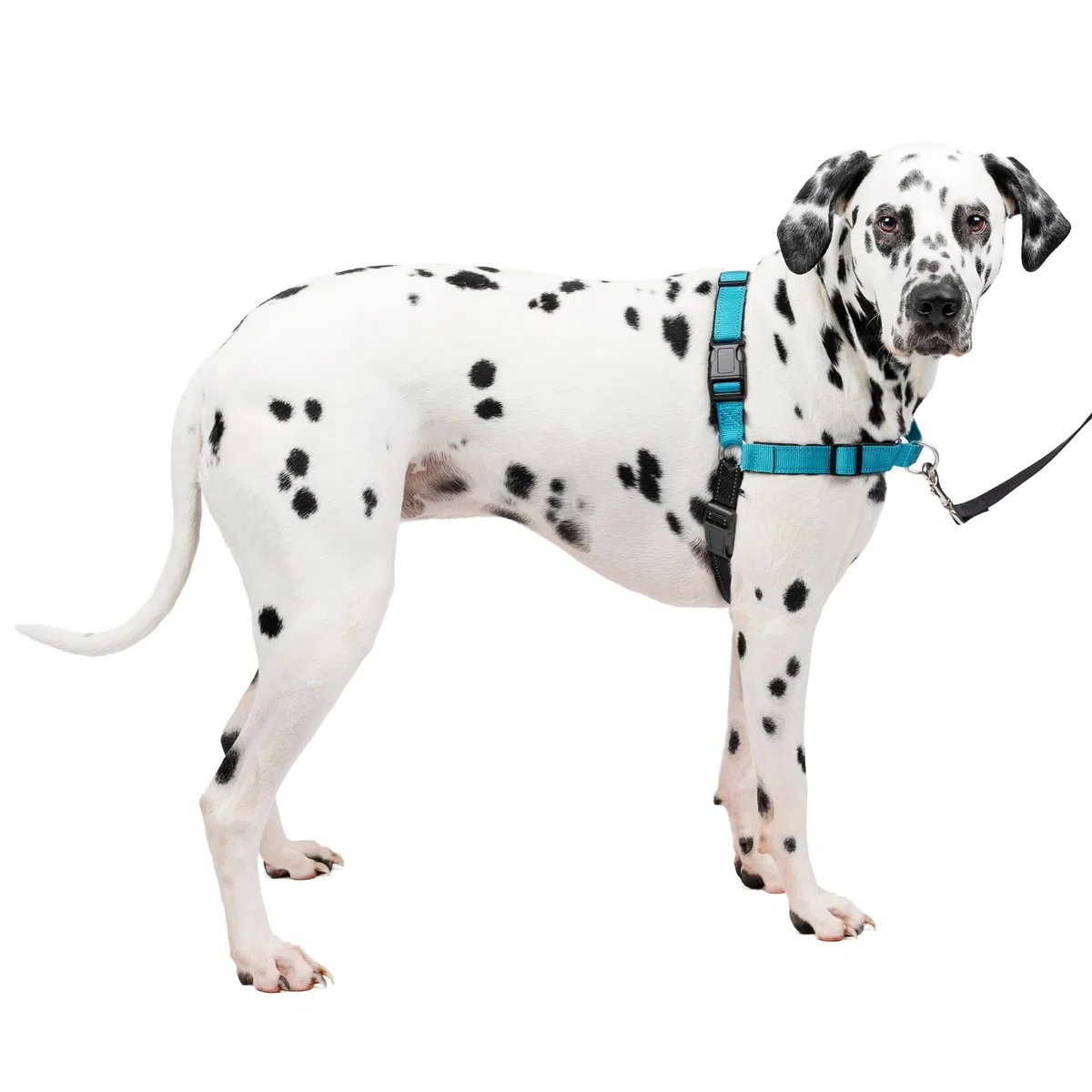 PetSafePettorina Deluxe Easy Walk Grande, Blu Oceano - 0.4 kg