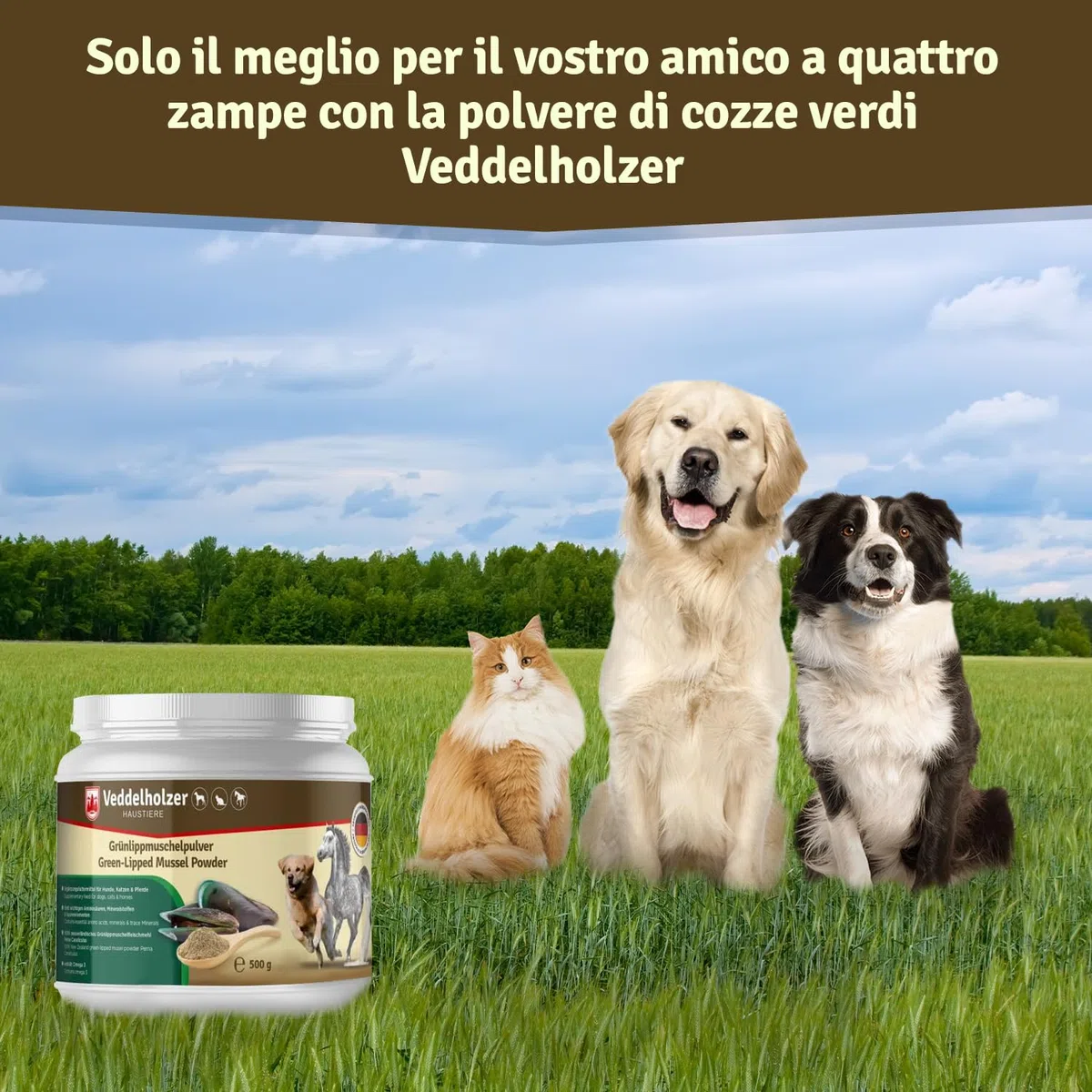Veddelholzer, polvere naturale – 500g di Estratto di conchiglia verde per cani integratore articolazioni – con elevata accettazione