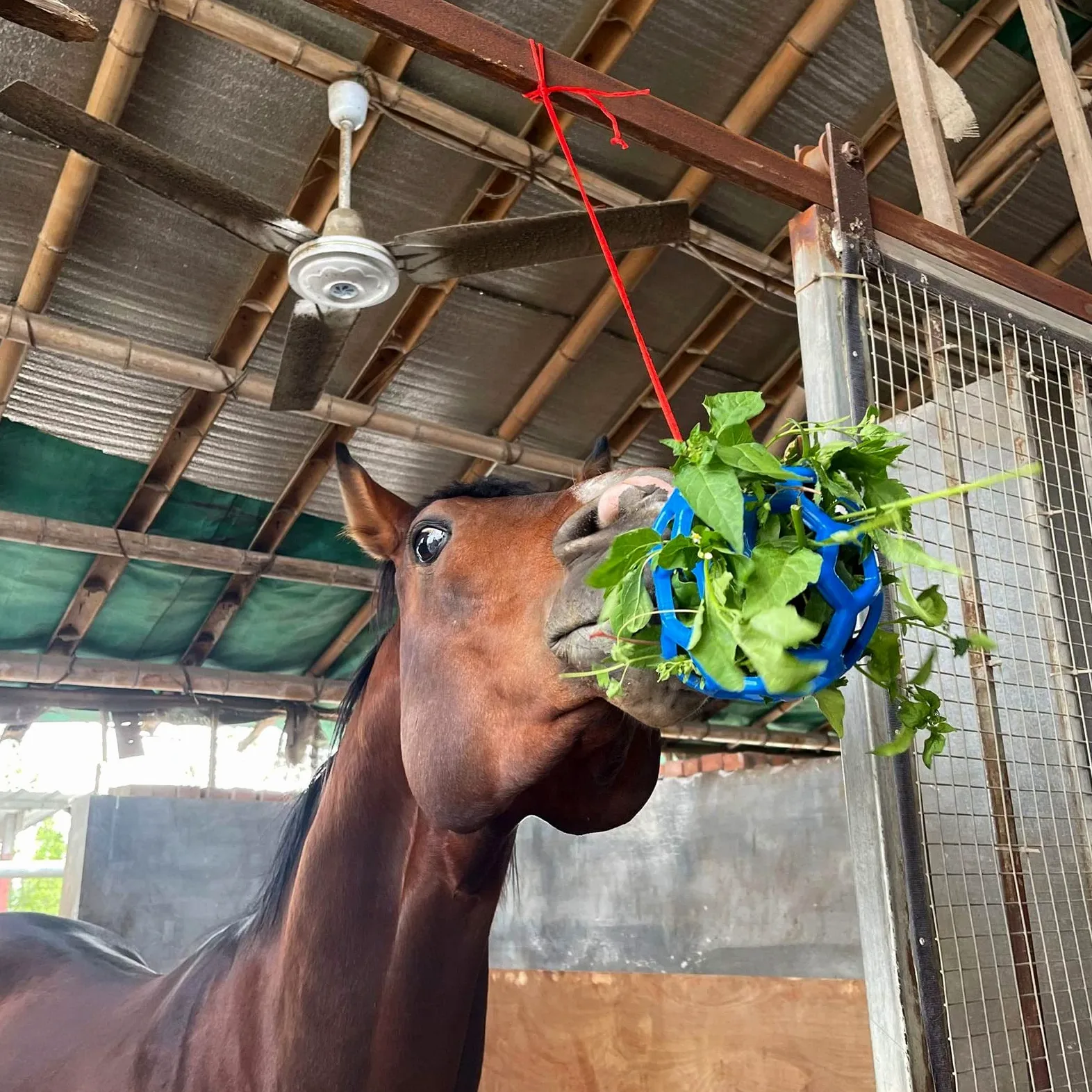 Palla per Cavalli in Paddock,Forreen 3 Pezzi Palline per Cavalli Multiuso Riutilizzabile Durevole Gomma Appendere Mangiatoia per Fieno per Pecore Capre Alleviare lo Stress