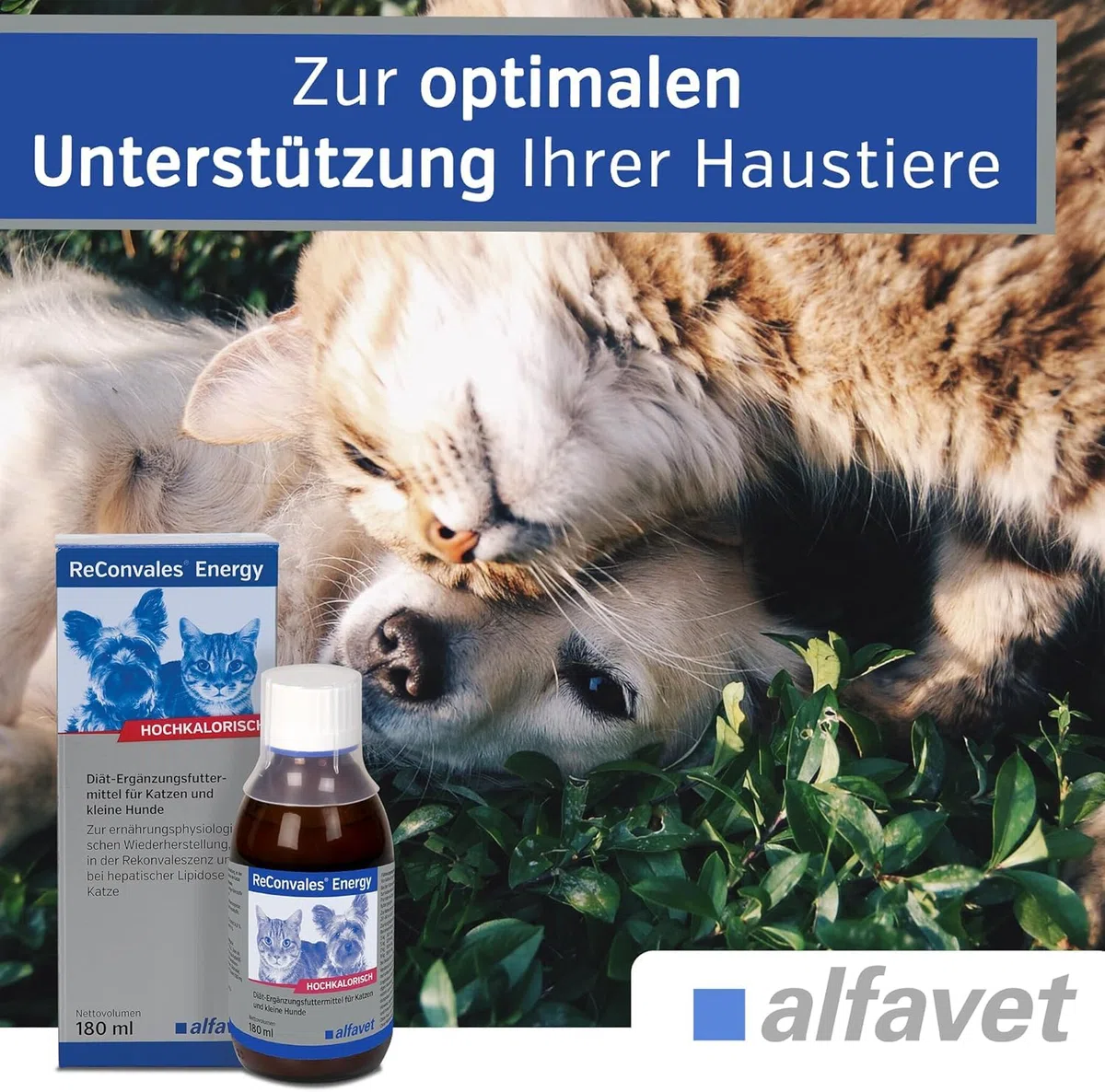 alfavet ReConvales Energy, confezione doppia, in convalescenza, sottopeso e lipidosi epatica del gatto, ad alto contenuto calorico, 2 x 180 ml
