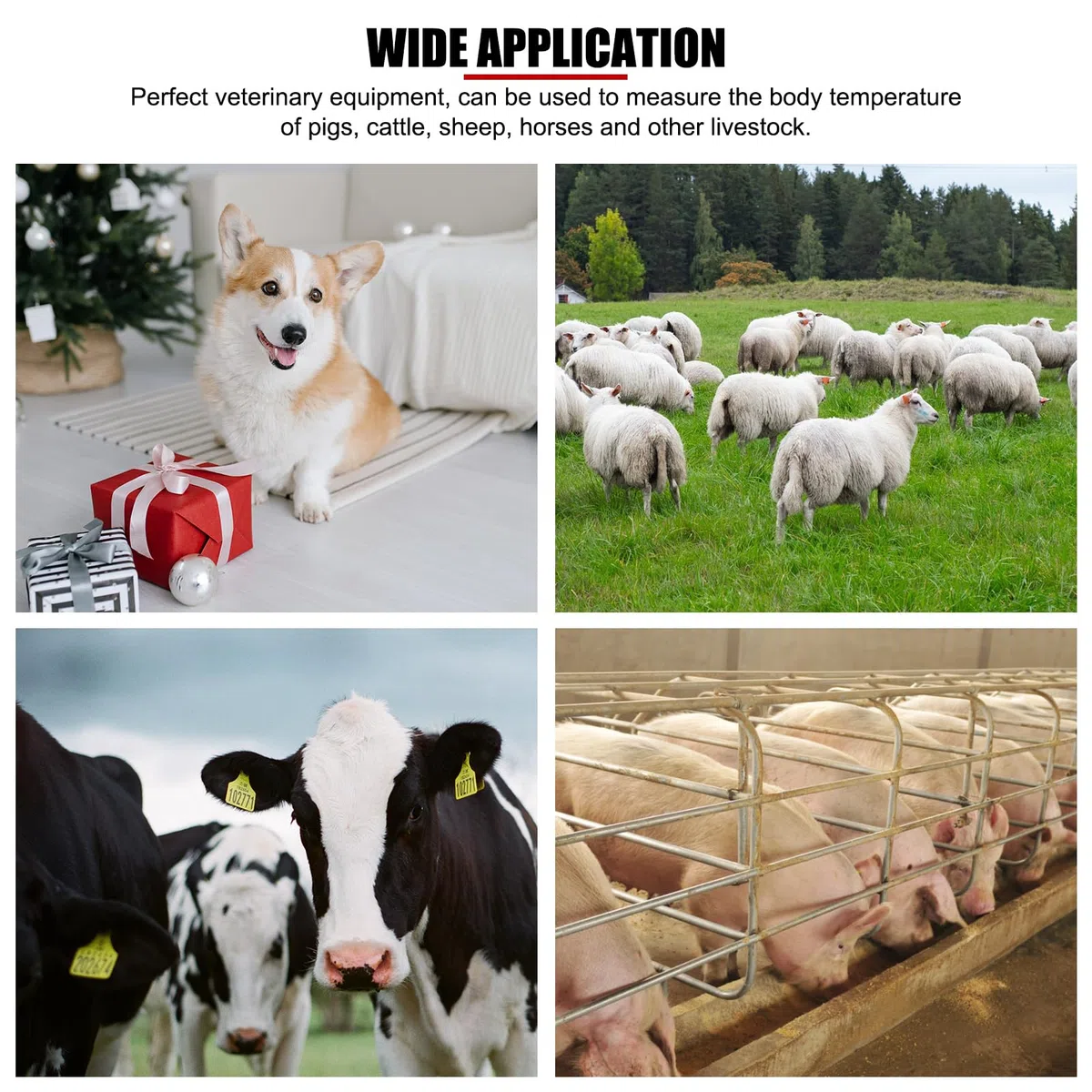 Animale Domestico Professionale Termometro Veterinario, termometro Veterinario Digitale Veloce, termometro per Animali Domestici per suini, bovini, Cani da Pastore, Cavallo (Senza Batteria)