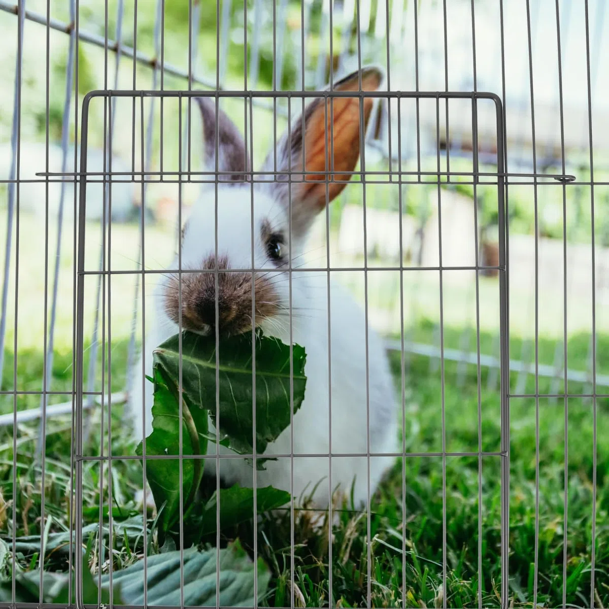 BESPORTBLE Pannello Porta Gabbia Per Animali Accessorio Per Recinto Di Cani E Gatti Facile Da Installare E Trasportare Design Con Rete Per Piccoli Animali Porta Per Gabbia Per Cani E Gatti